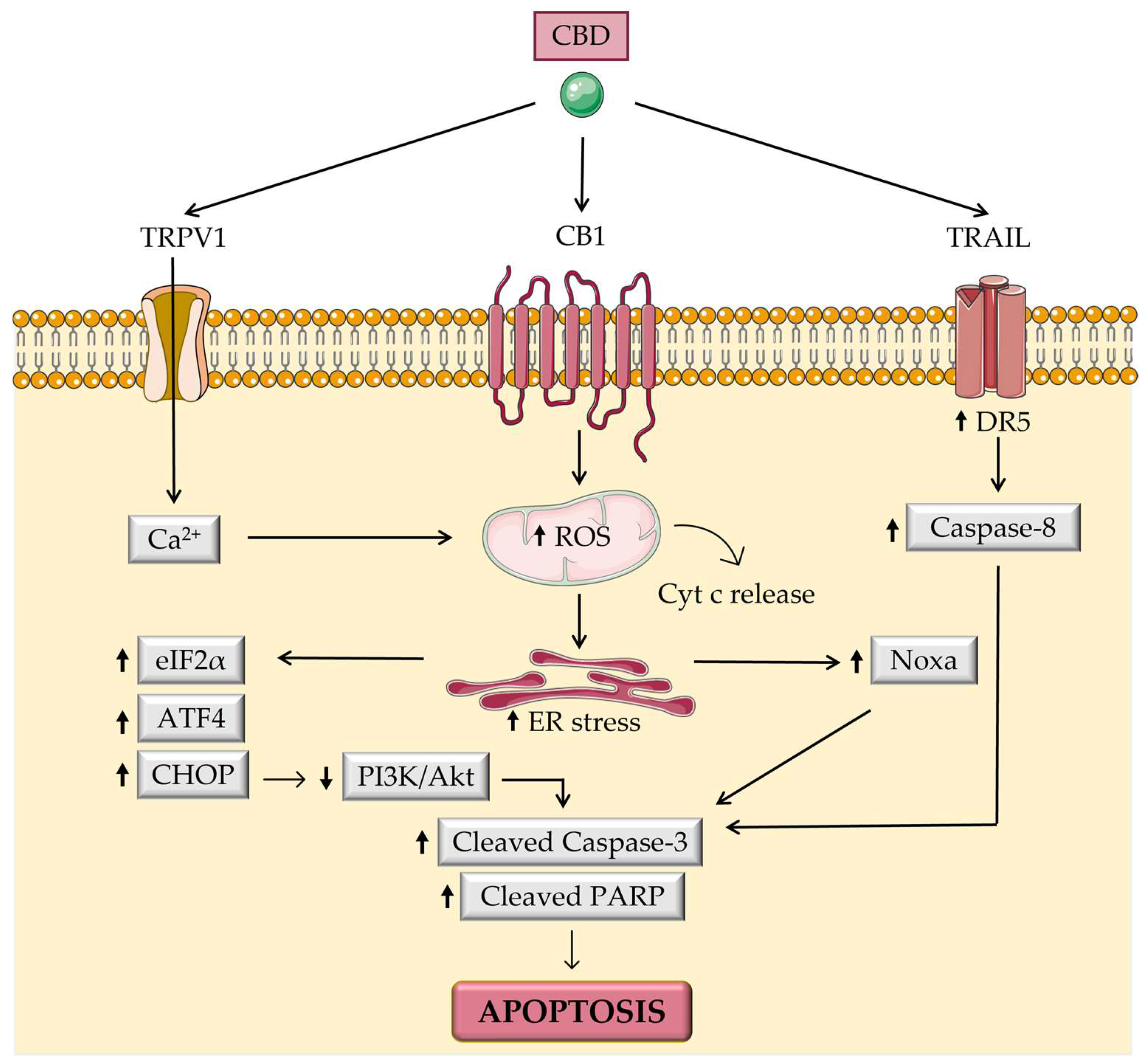 Biomolecules 13 00764 g005 Biomolecules 13 00764 g005