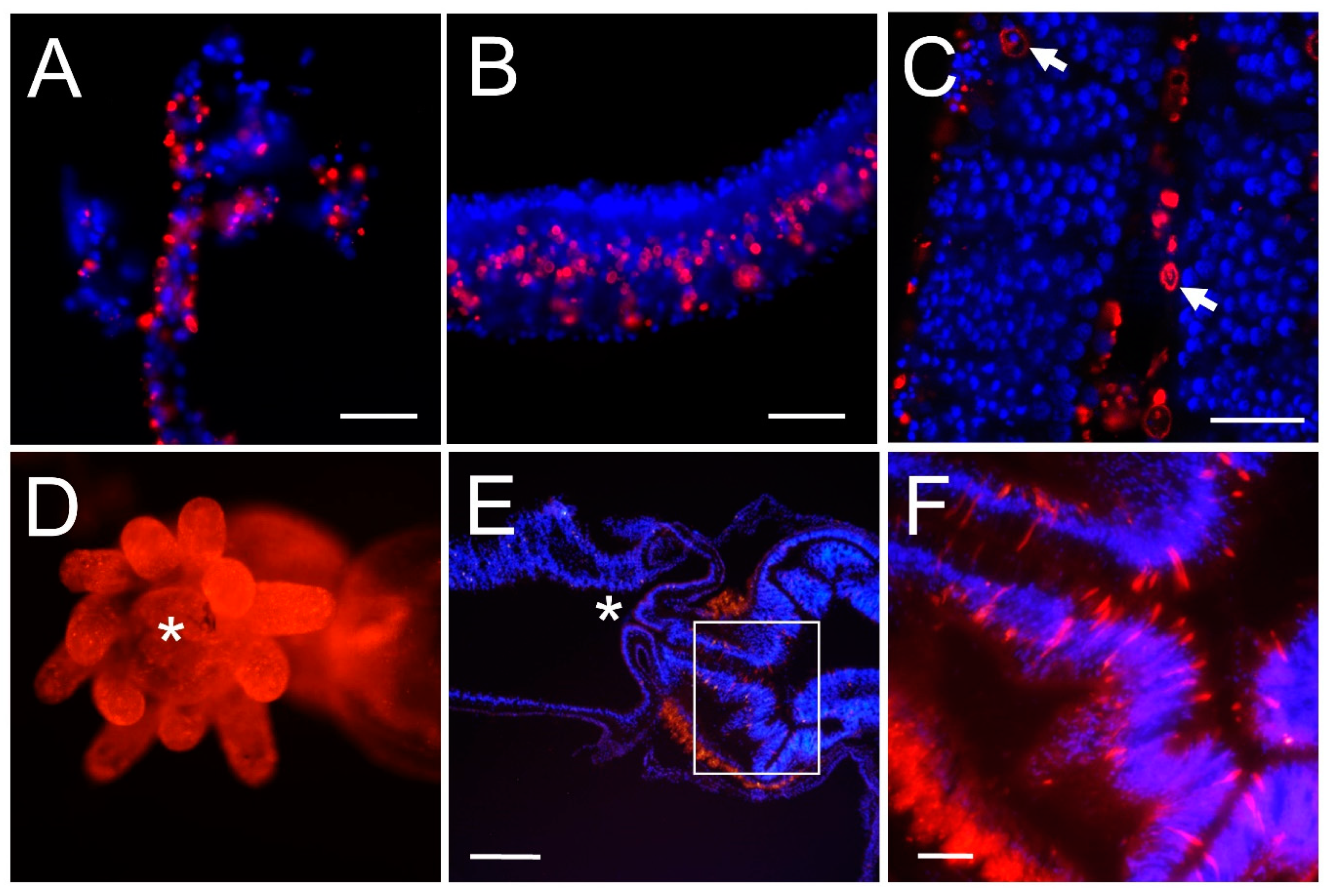 Biomolecules 13 00777 g004