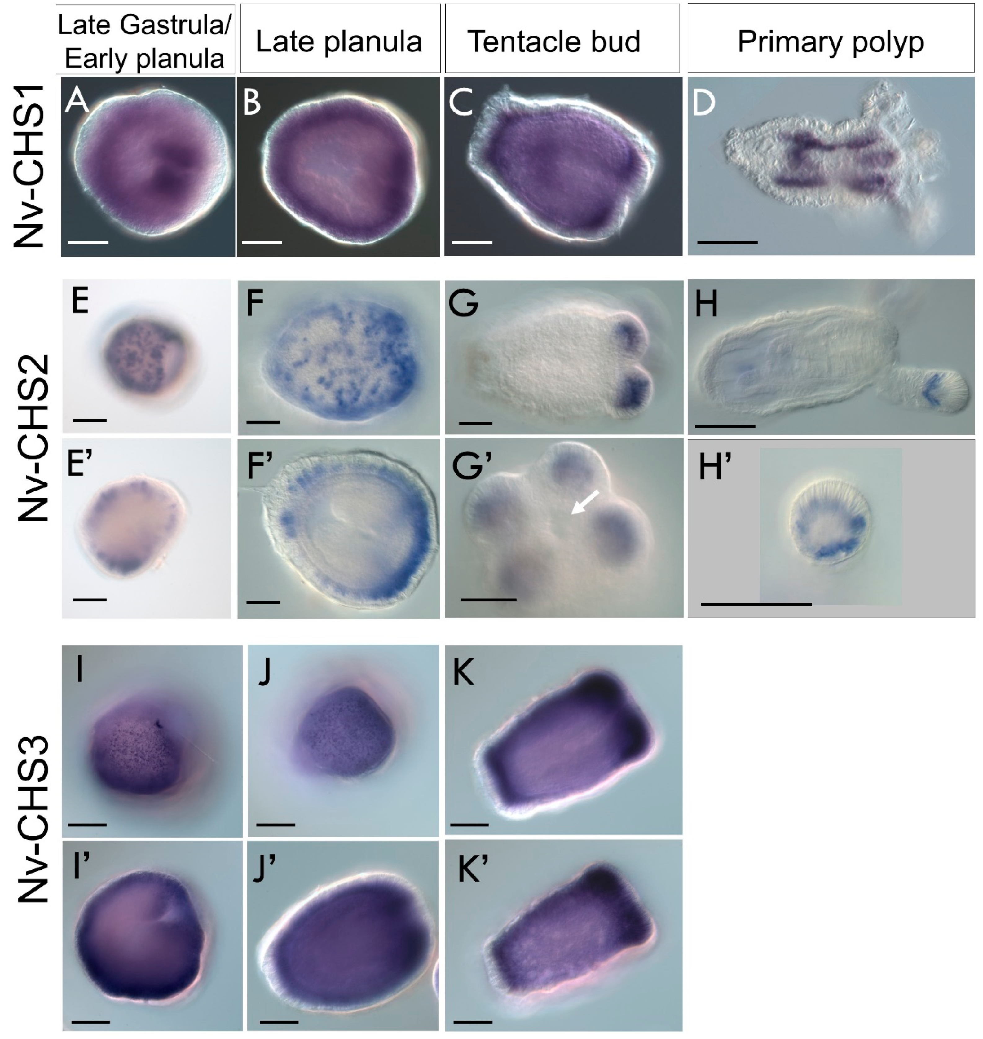 Biomolecules 13 00777 g007