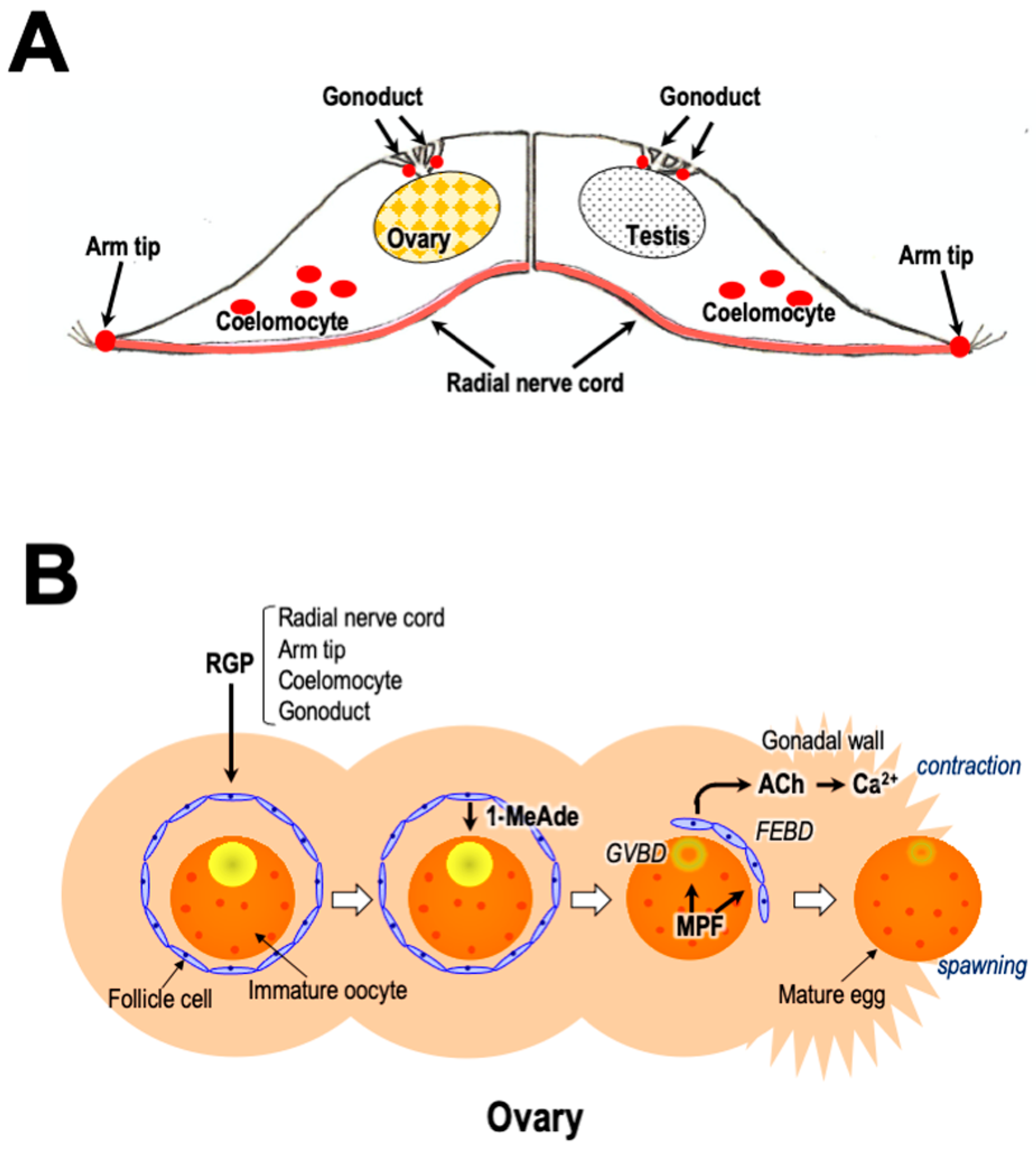 Biomolecules 13 00781 g005 Biomolecules 13 00781 g005