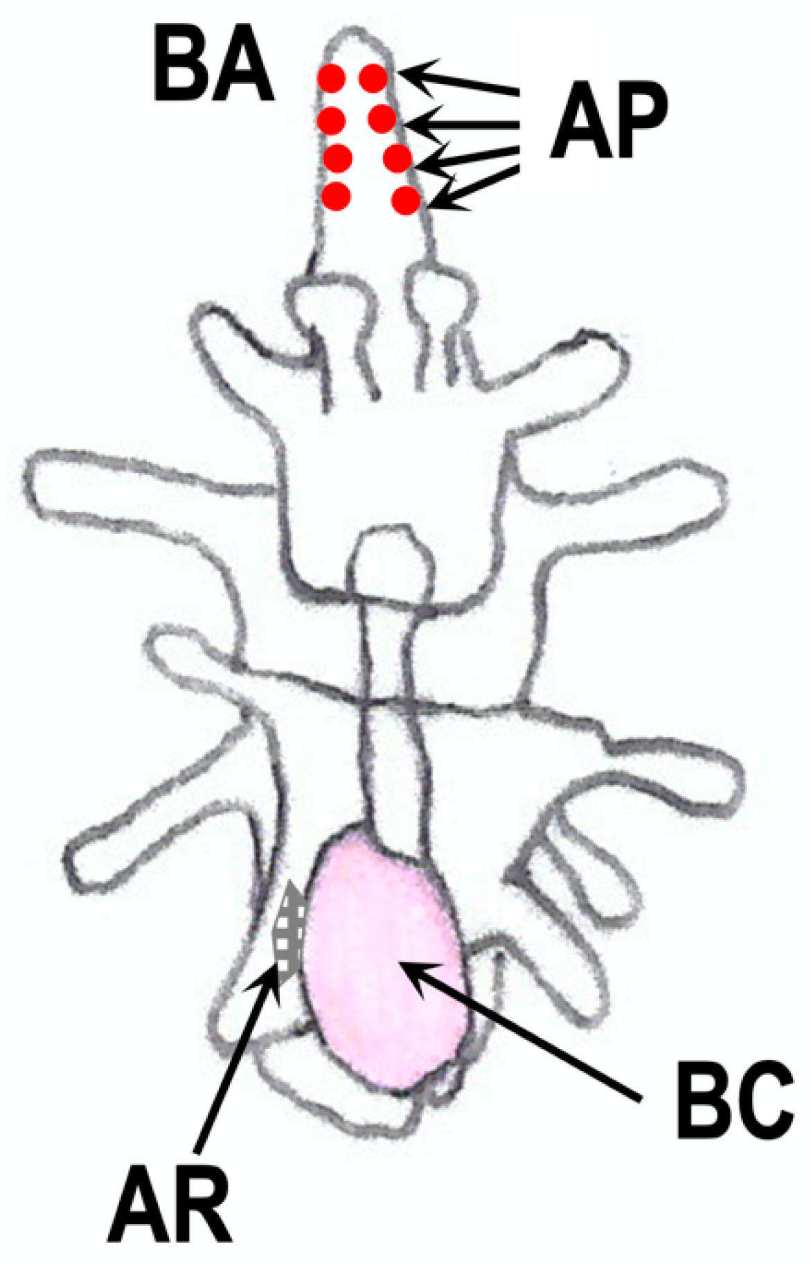 Biomolecules 13 00781 g008 Biomolecules 13 00781 g008