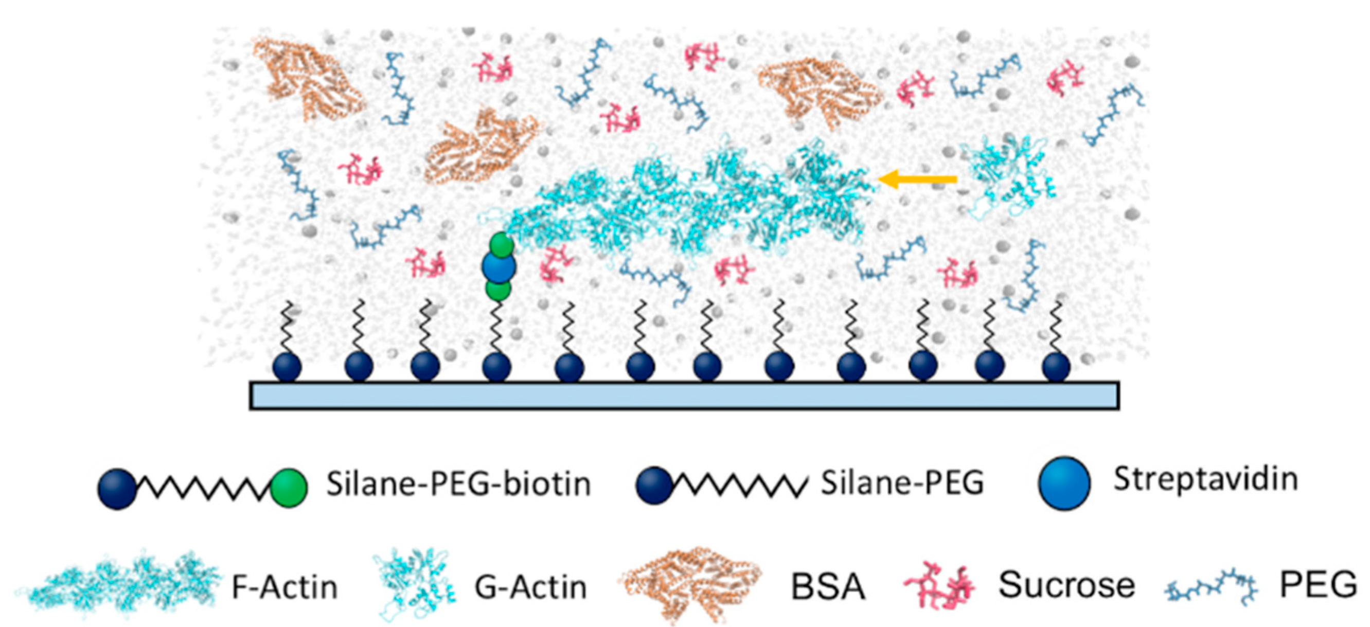 Biomolecules 13 00786 g001 Biomolecules 13 00786 g001