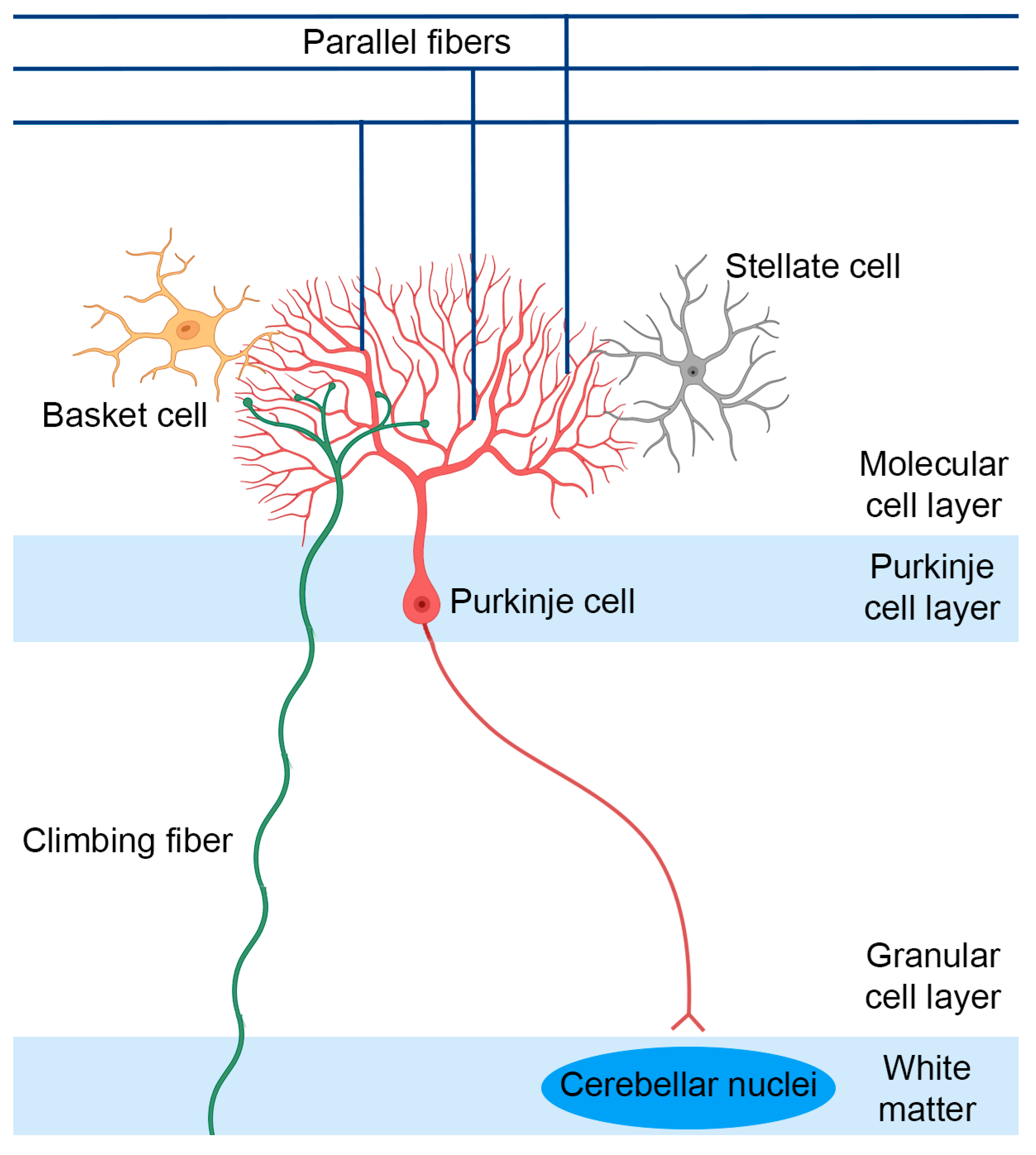 Biomolecules 13 00788 g004 Biomolecules 13 00788 g004