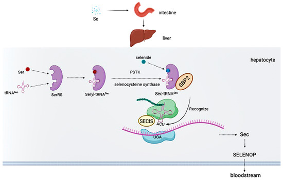 Selenium and Selenoproteins in Health
