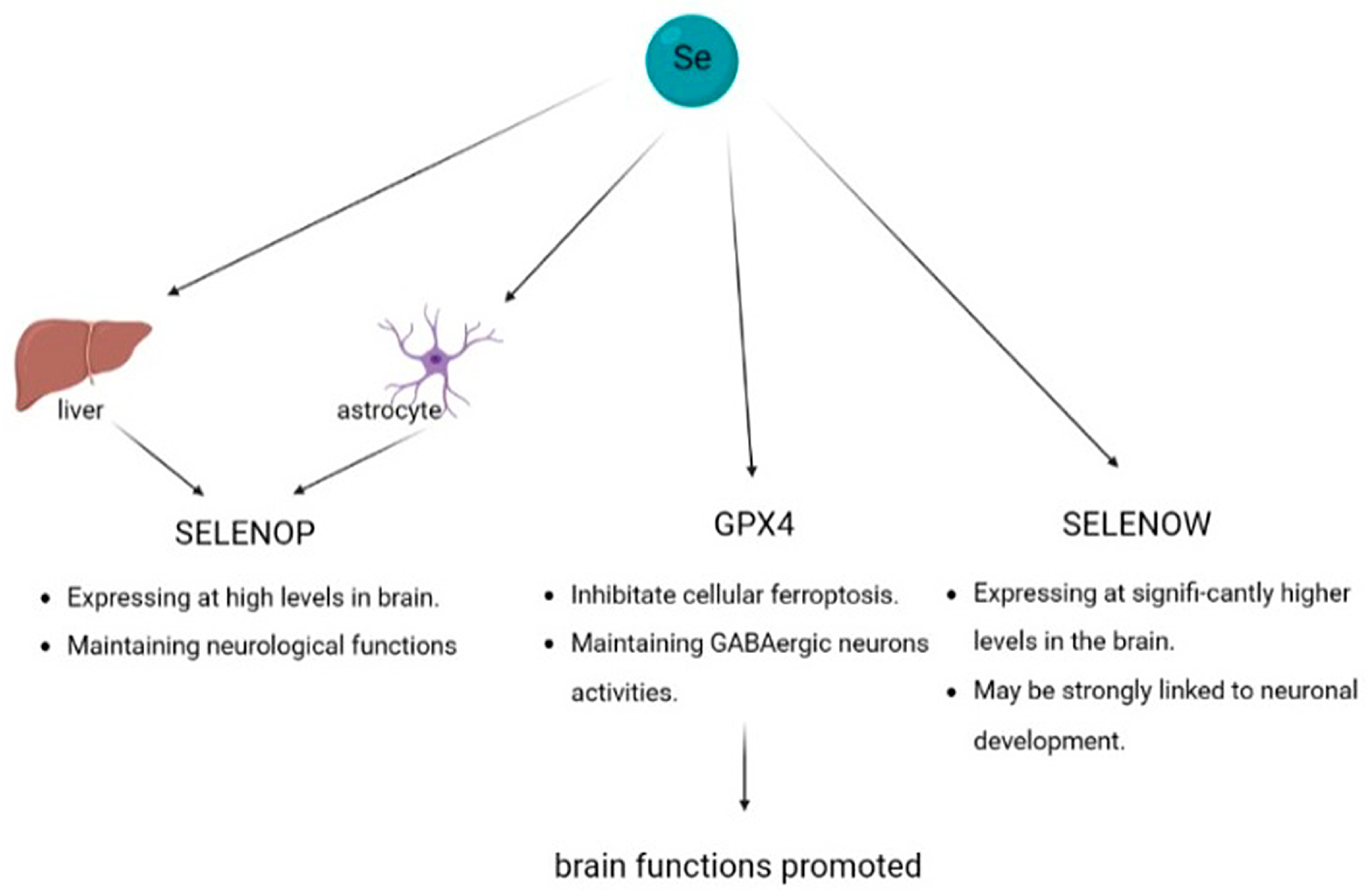 Biomolecules 13 00799 g003 Biomolecules 13 00799 g003