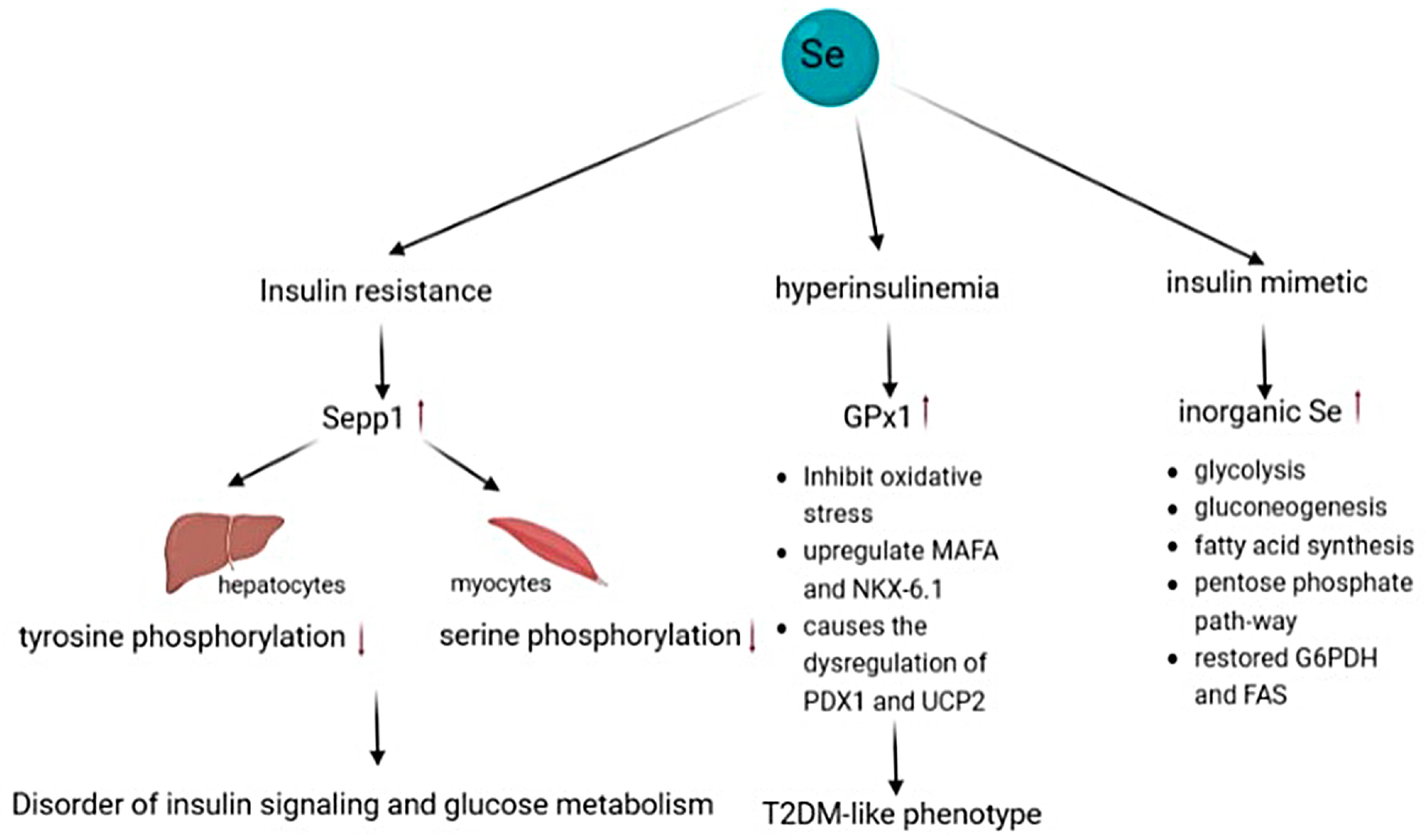 Selenium and Selenoproteins in Health