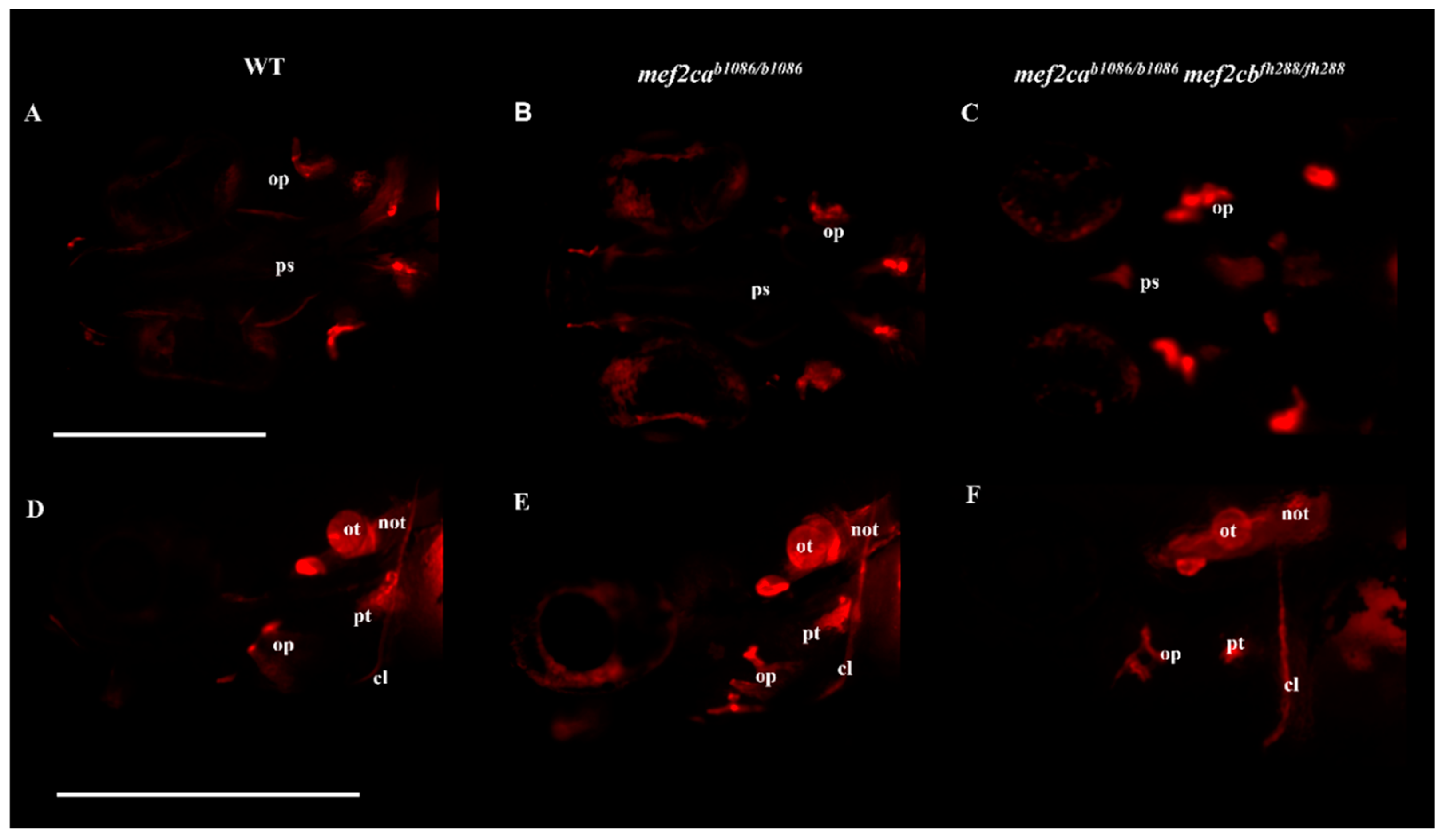 Biomolecules 13 00805 g004 Biomolecules 13 00805 g004