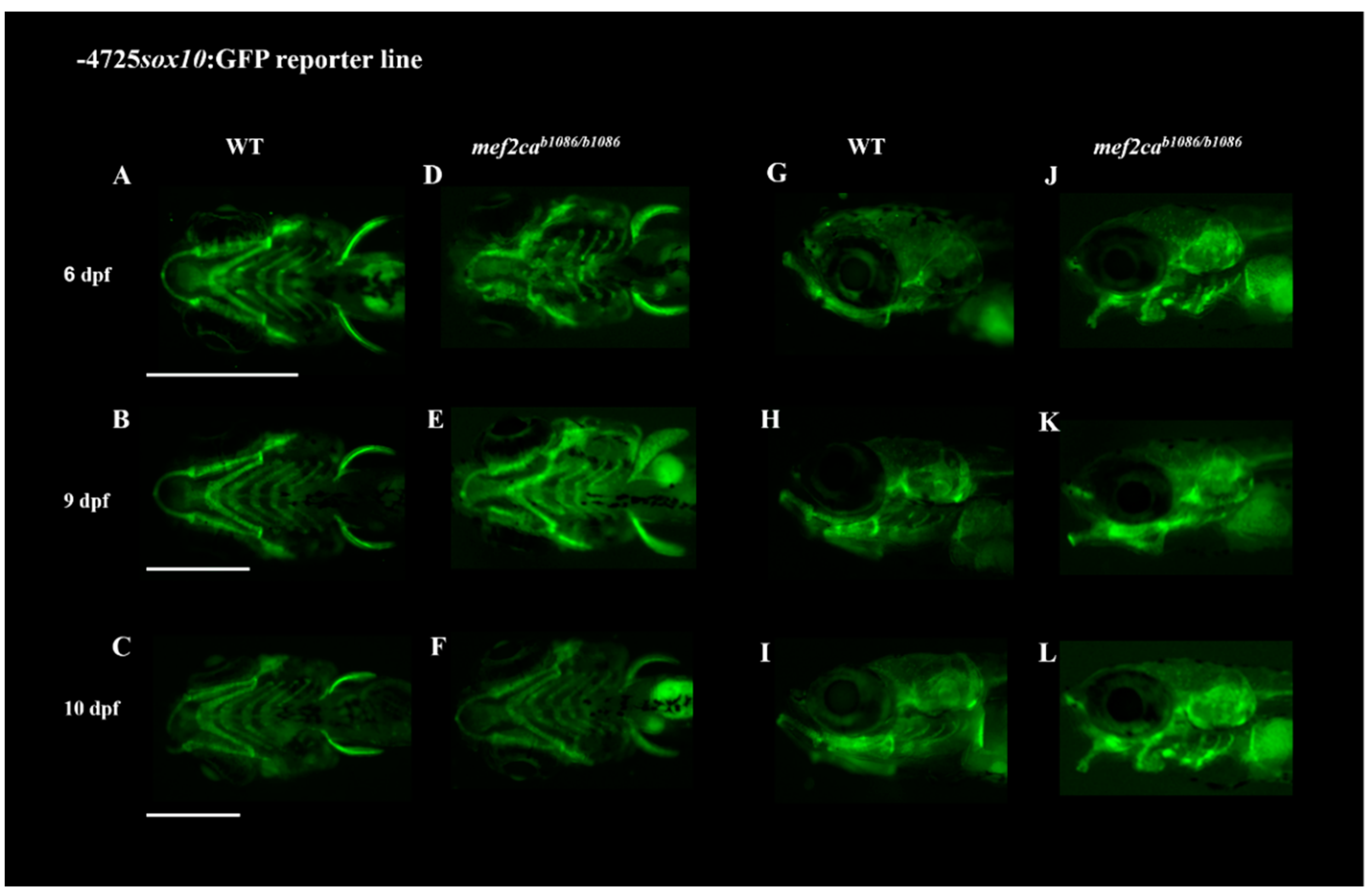 Biomolecules 13 00805 g005 Biomolecules 13 00805 g005