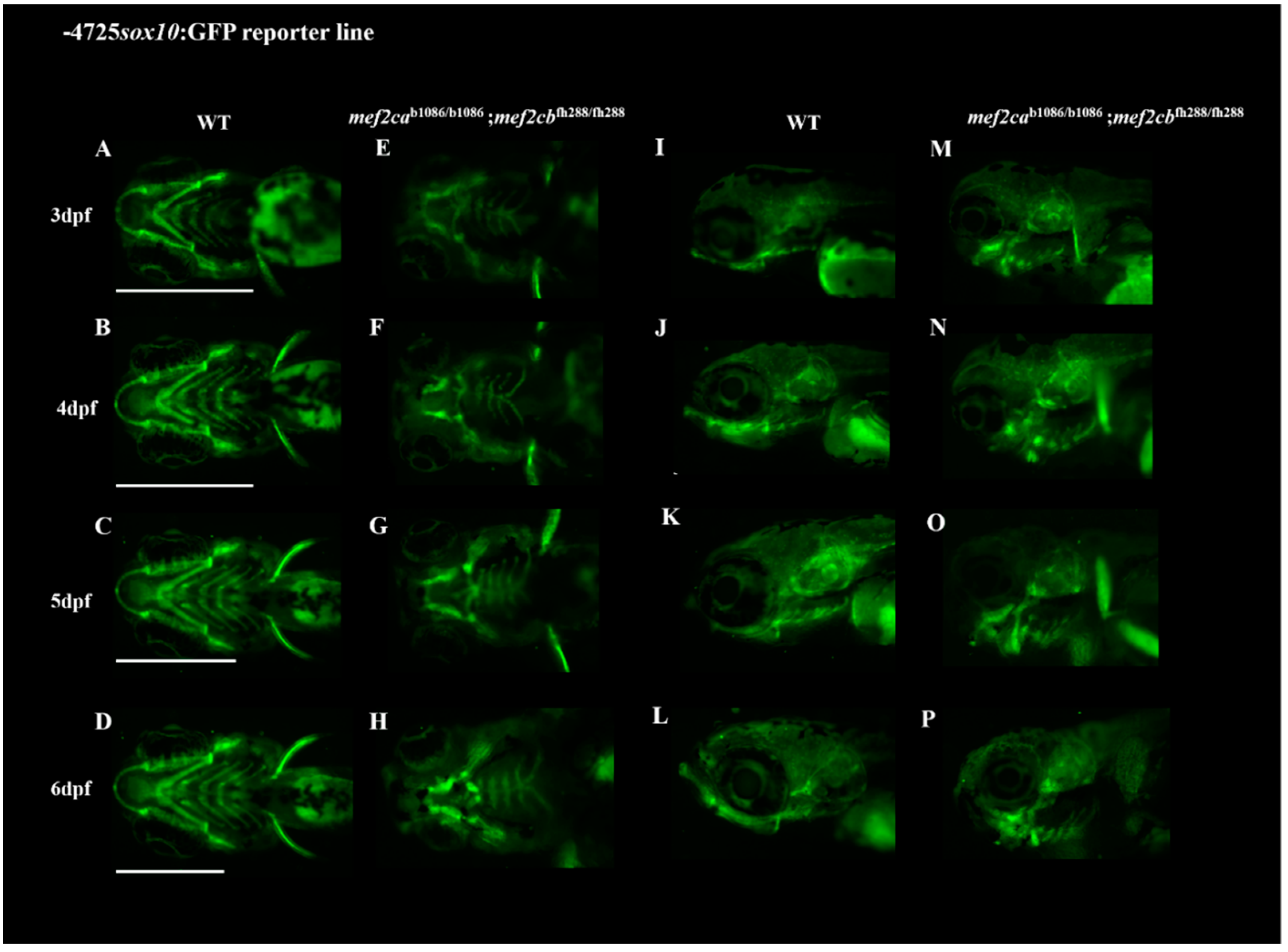 Biomolecules 13 00805 g006 Biomolecules 13 00805 g006