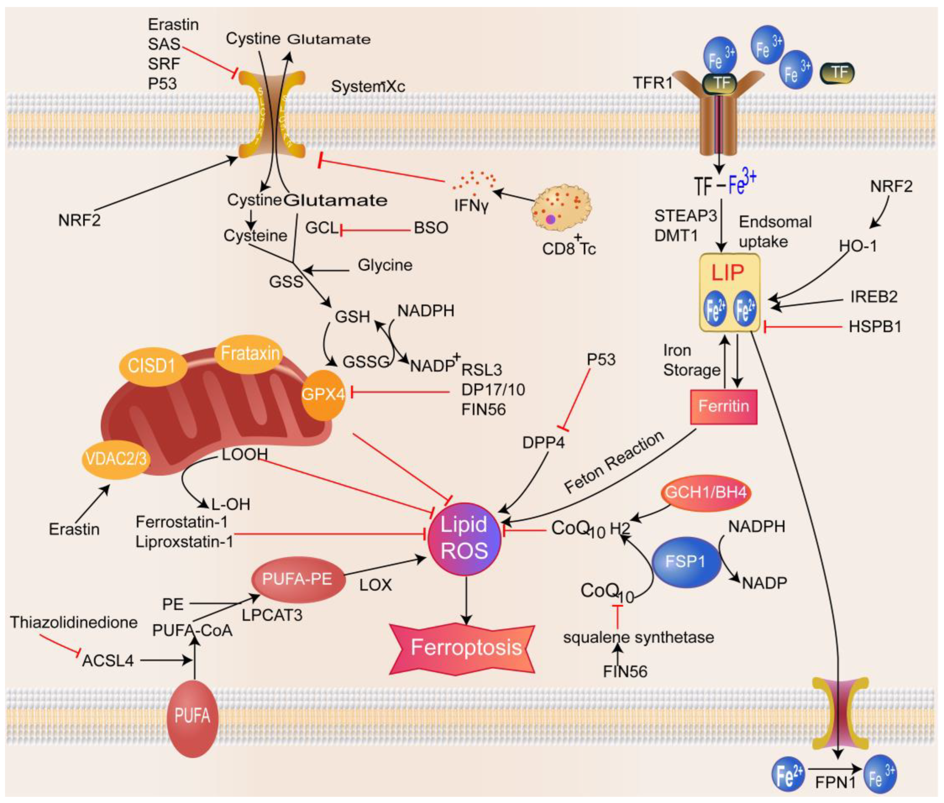 Biomolecules 13 00820 g001 Biomolecules 13 00820 g001