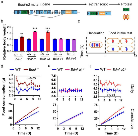 TrkB-expressing paraventricular hypothalamic neurons suppress appetite  through multiple neurocircuits