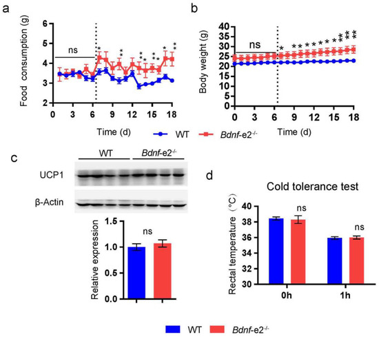 TrkB-expressing paraventricular hypothalamic neurons suppress