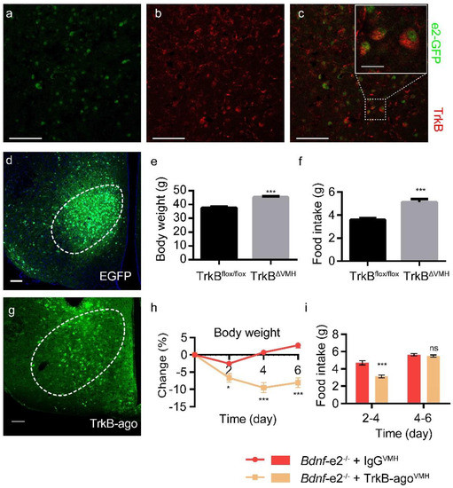 TrkB-expressing paraventricular hypothalamic neurons suppress