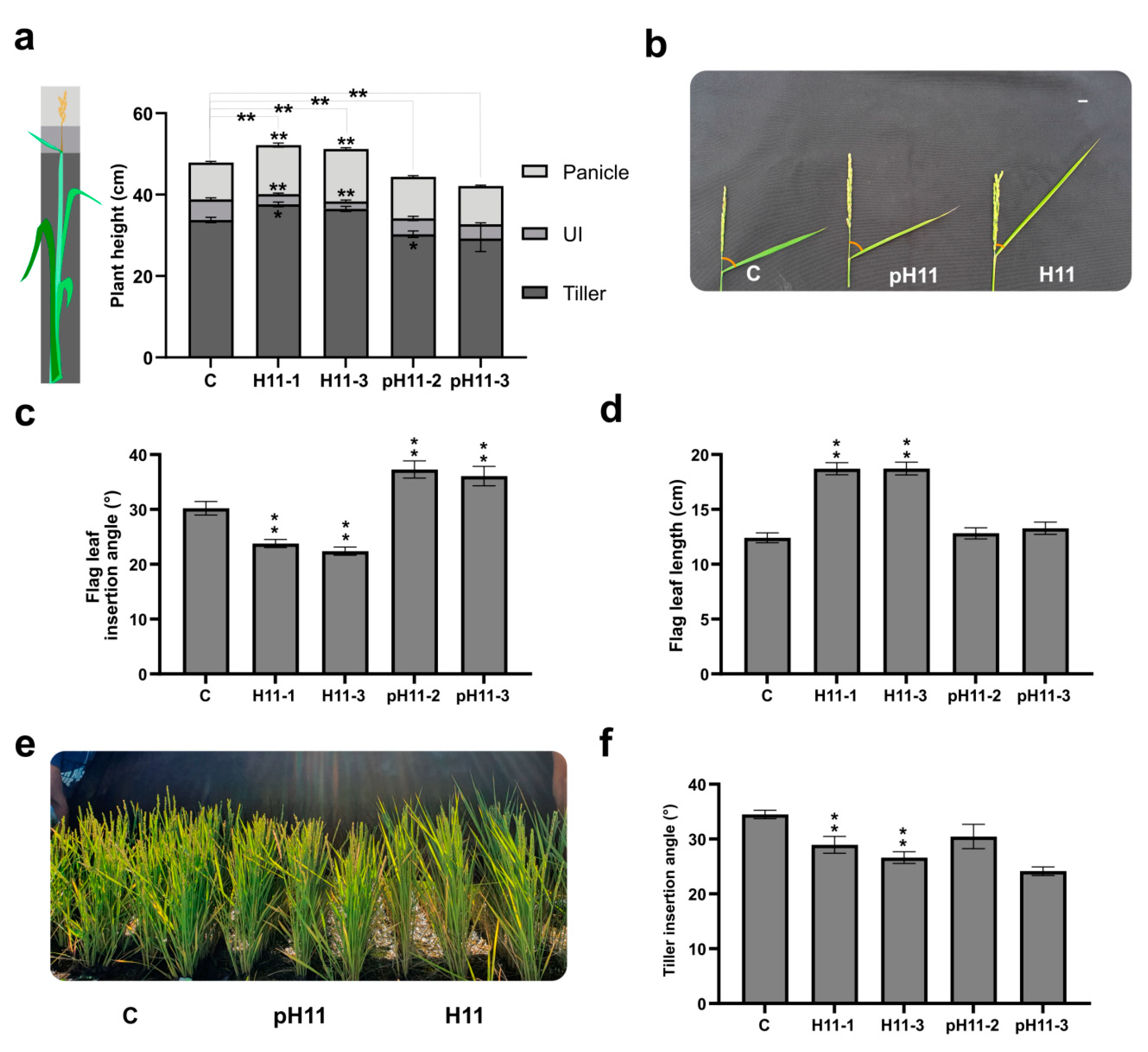 Biomolecules 13 00826 g003