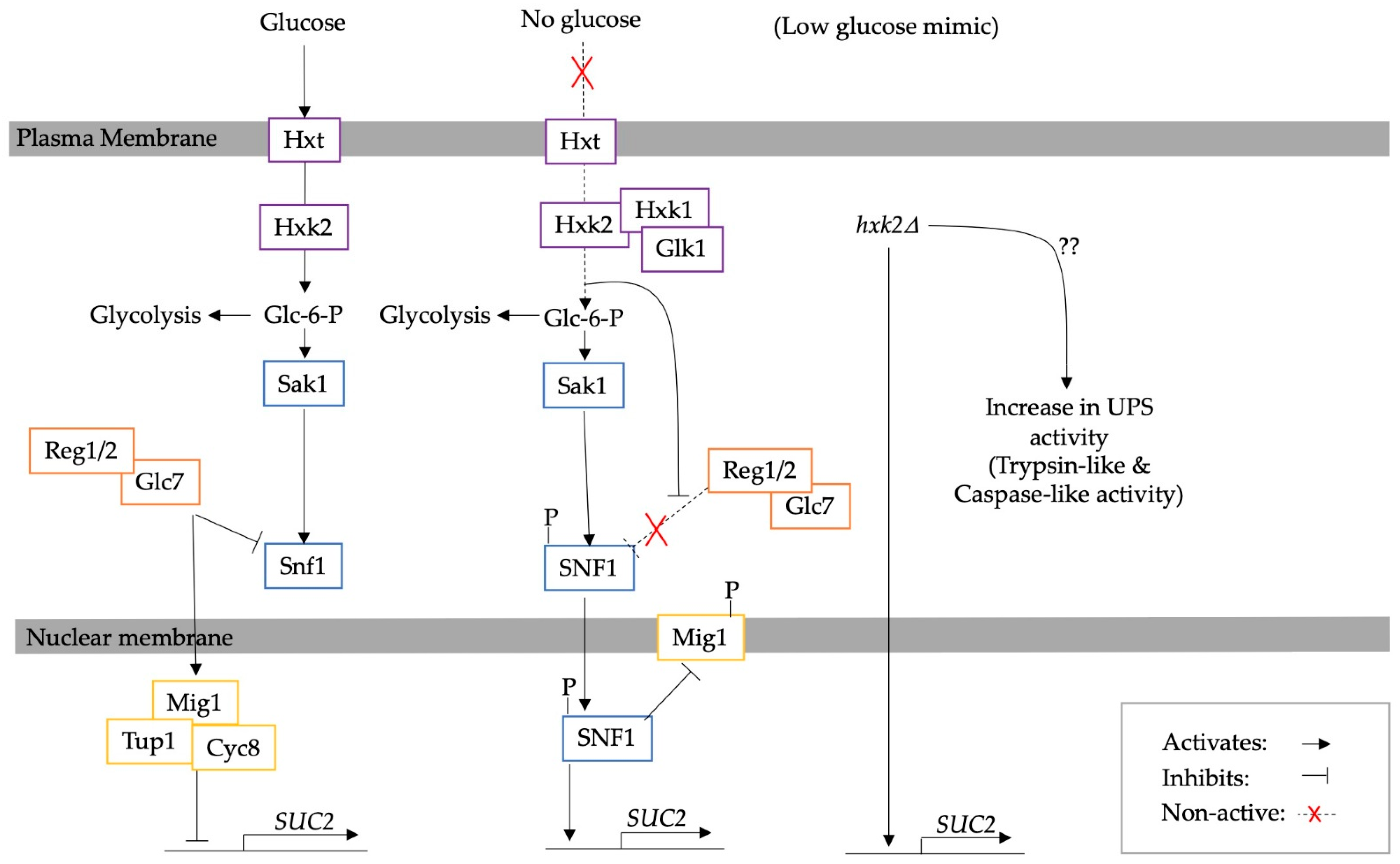 Biomolecules 13 00841 g002 Biomolecules 13 00841 g002