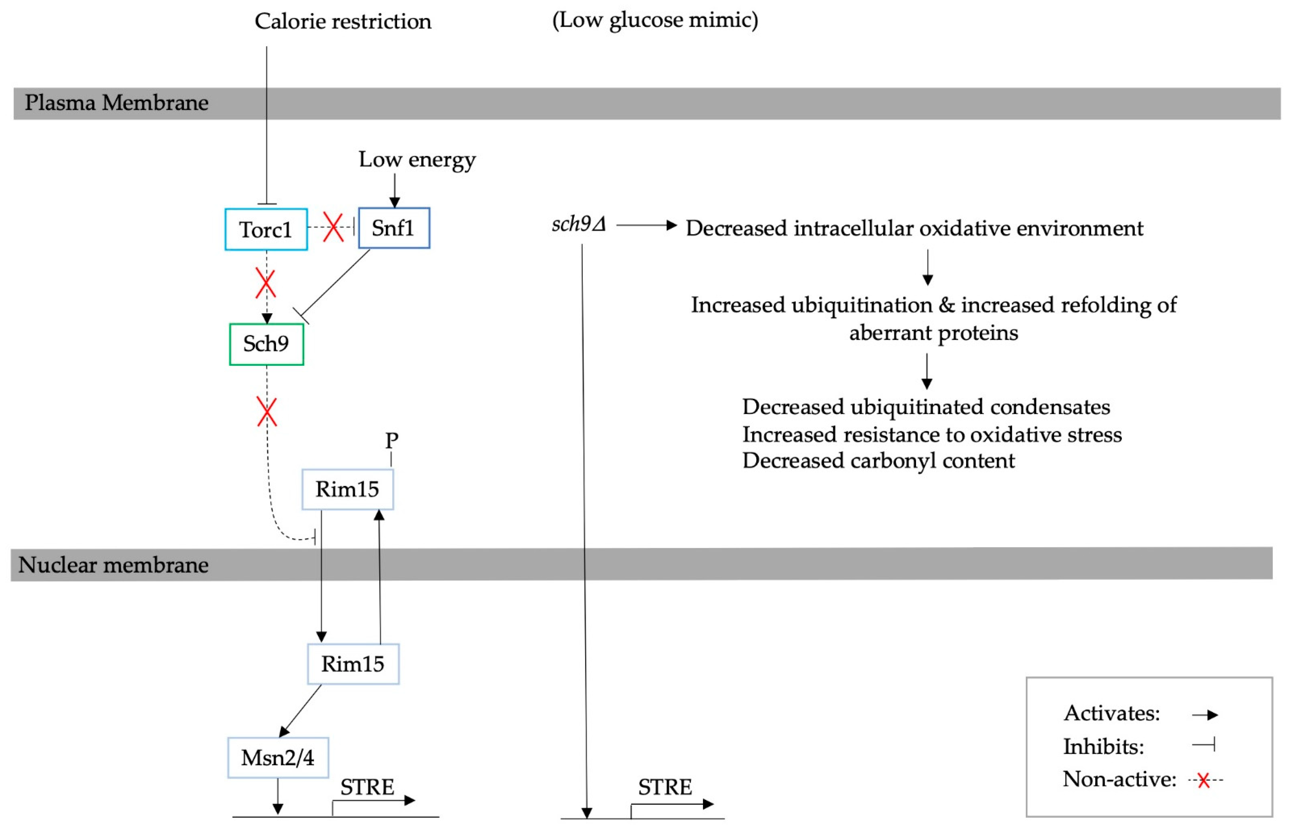Biomolecules 13 00841 g003 Biomolecules 13 00841 g003