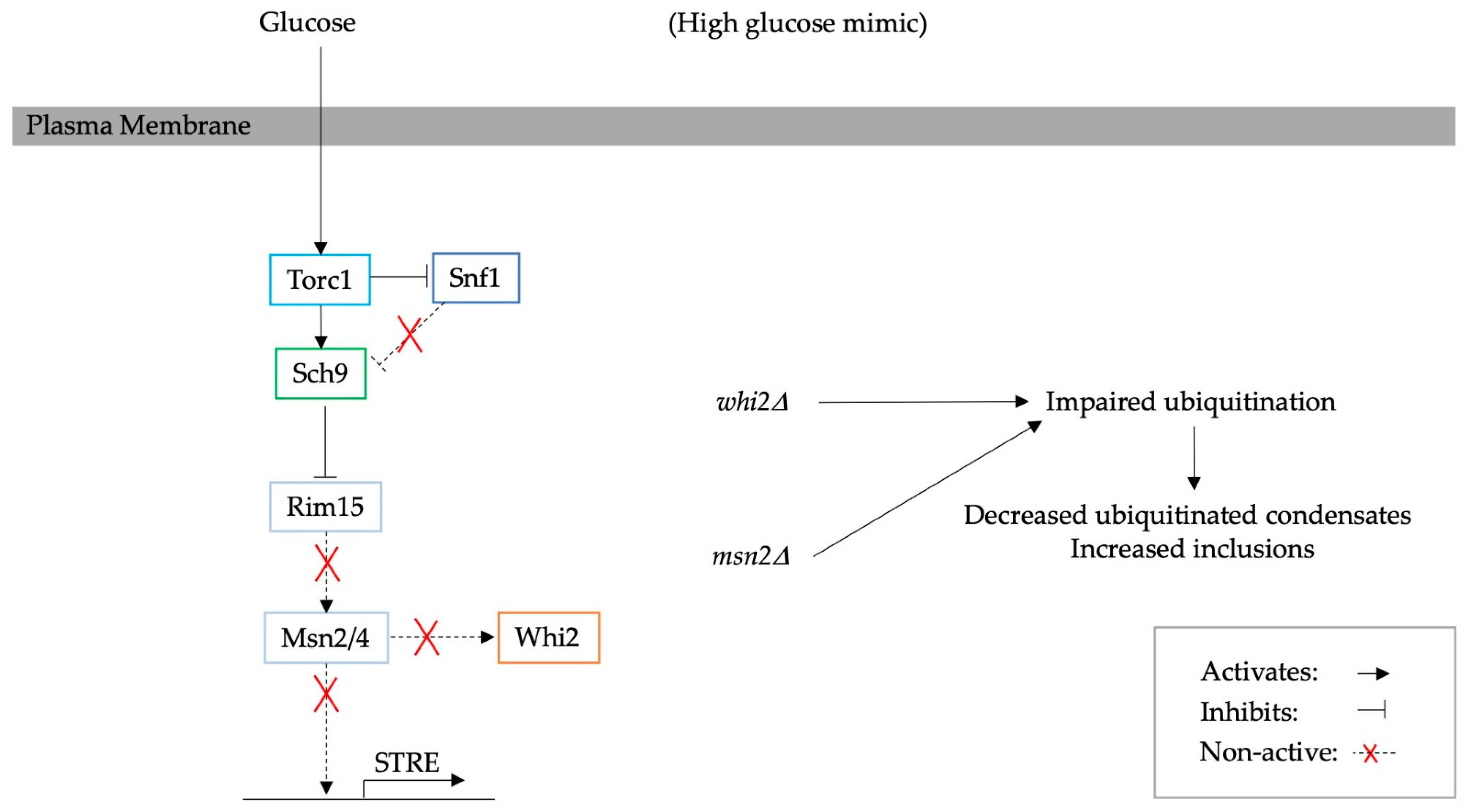 Biomolecules 13 00841 g004 Biomolecules 13 00841 g004