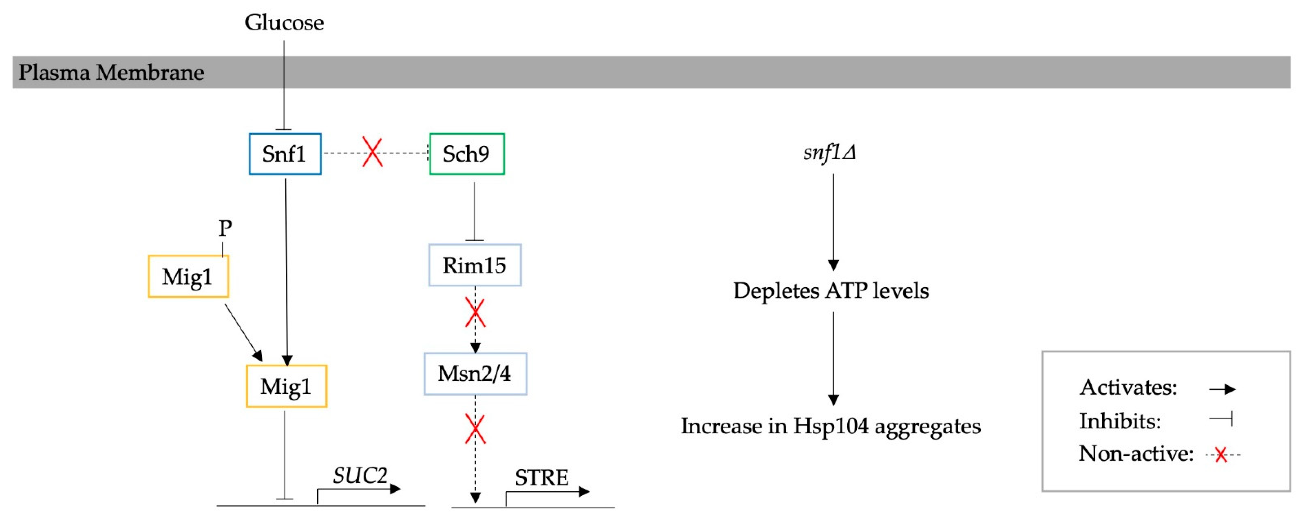 Biomolecules 13 00841 g005 Biomolecules 13 00841 g005