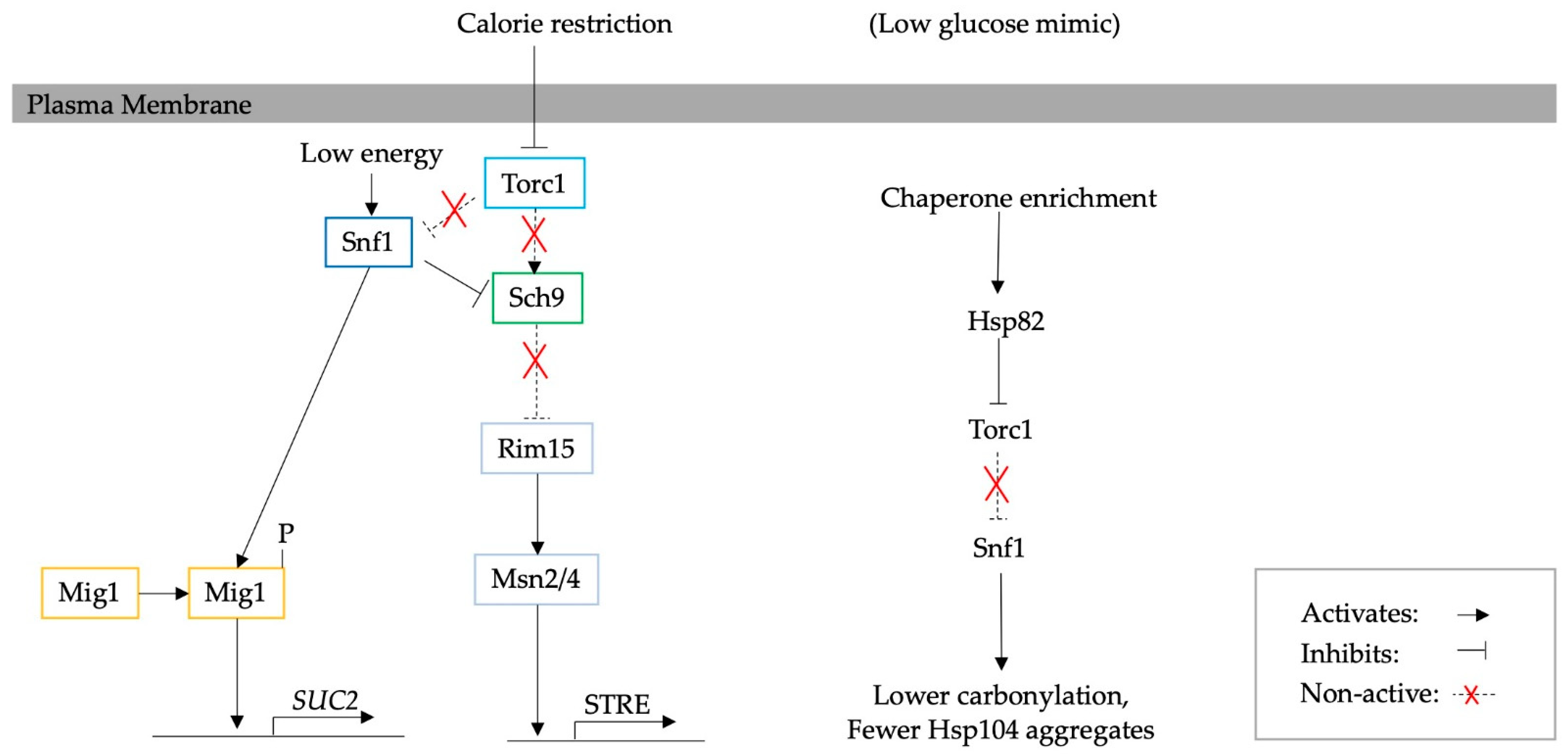 Biomolecules 13 00841 g006 Biomolecules 13 00841 g006
