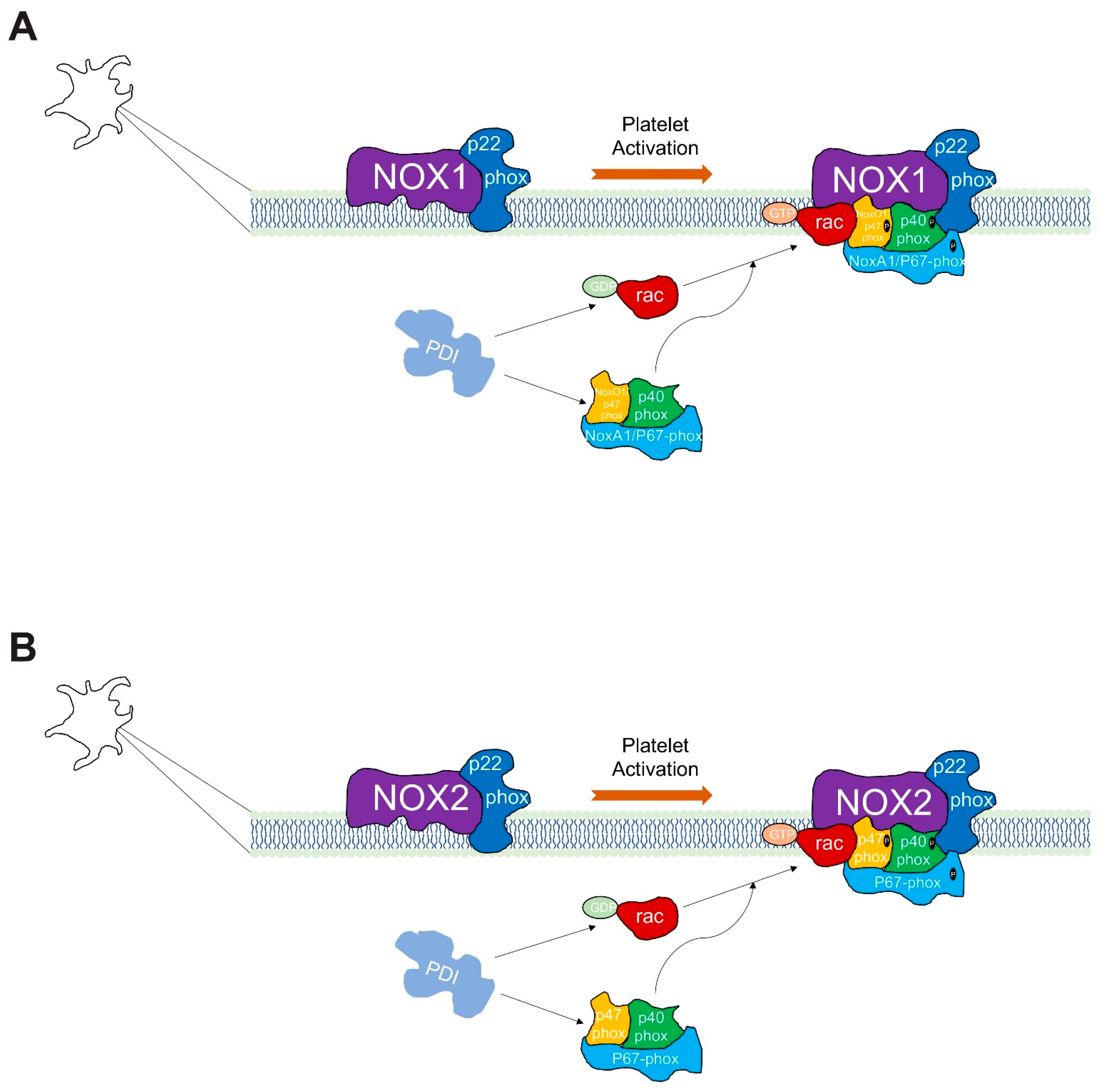 Biomolecules 13 00848 g010 Biomolecules 13 00848 g010