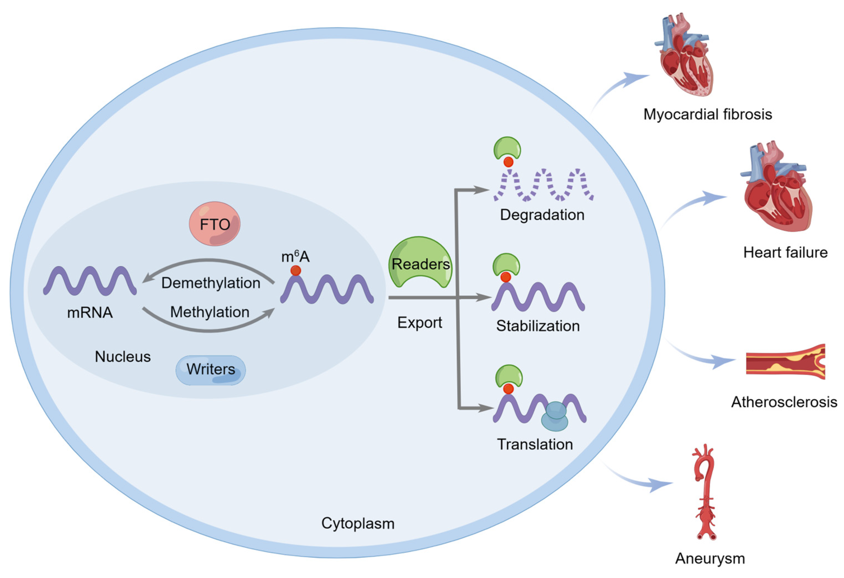Biomolecules 13 00850 g001