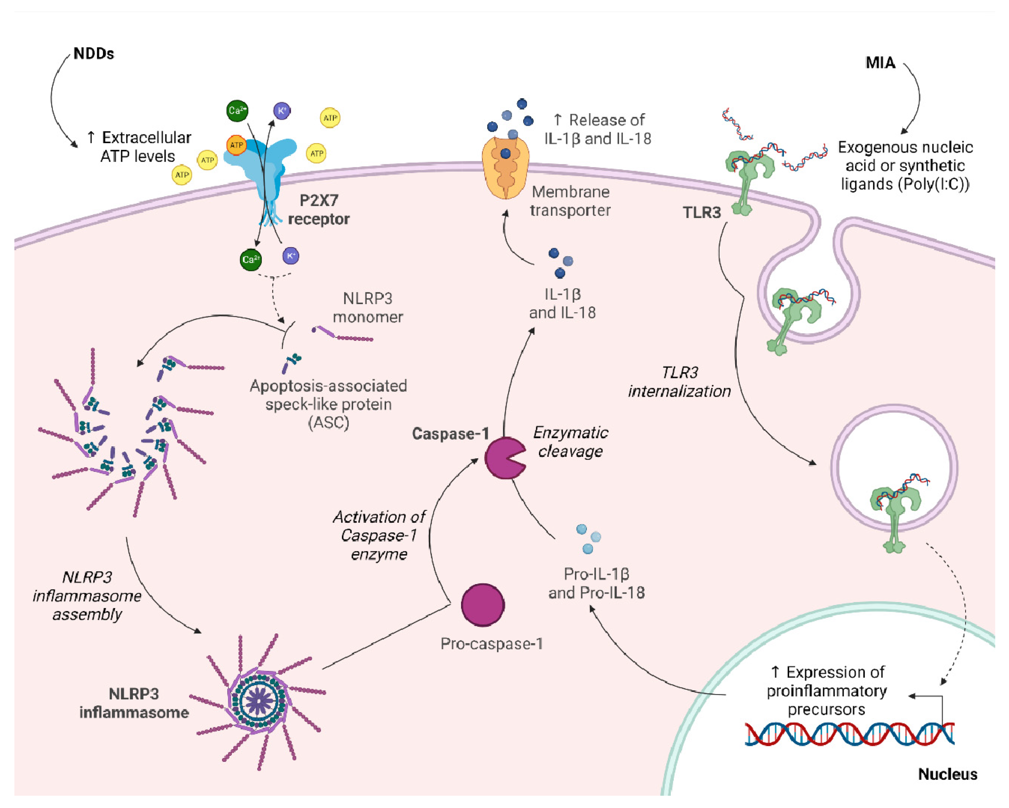 Biomolecules 13 00856 g002 Biomolecules 13 00856 g002
