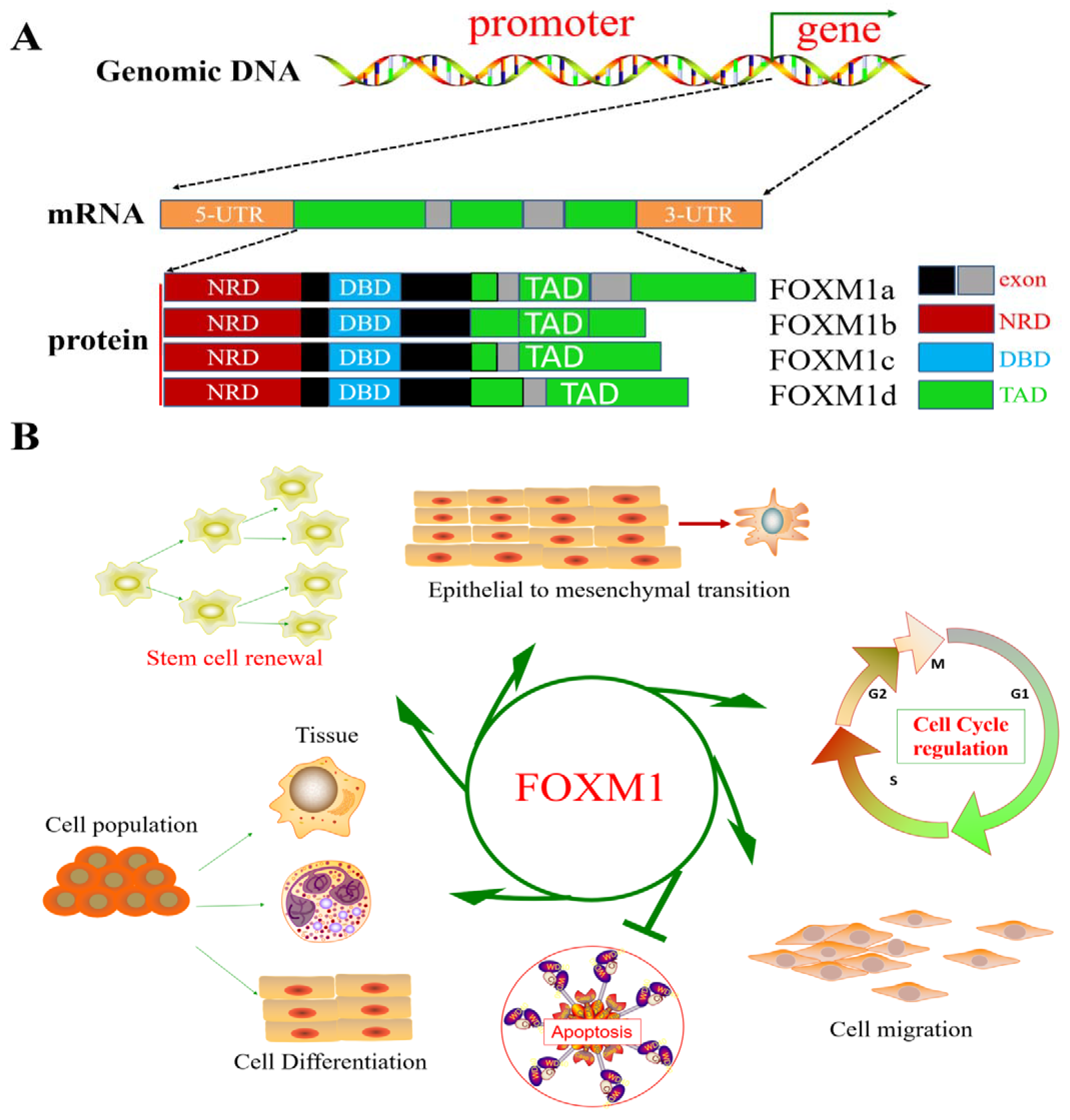 Biomolecules 13 00857 g001 Biomolecules 13 00857 g001