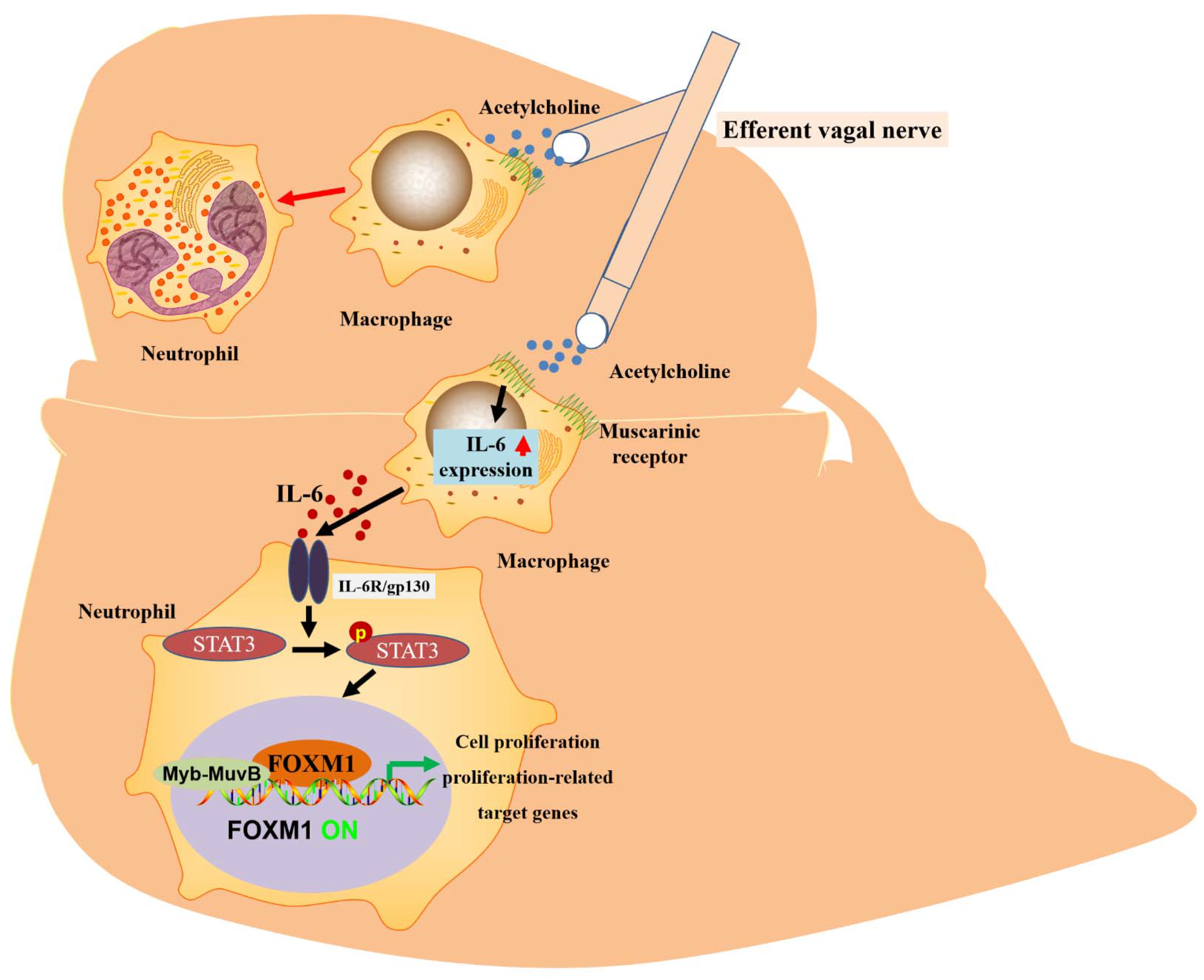 Biomolecules 13 00857 g003 Biomolecules 13 00857 g003