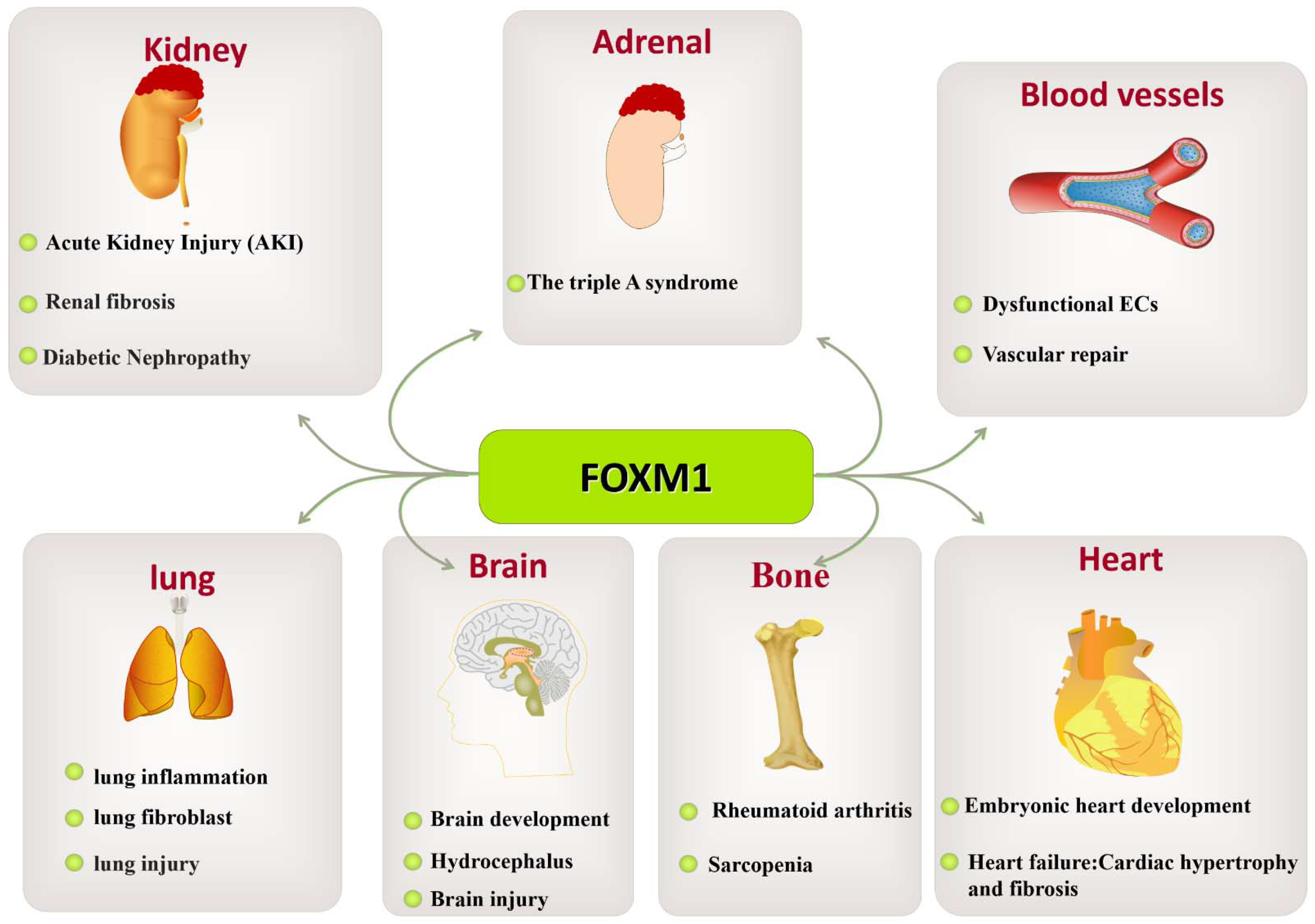 Biomolecules 13 00857 g008 Biomolecules 13 00857 g008