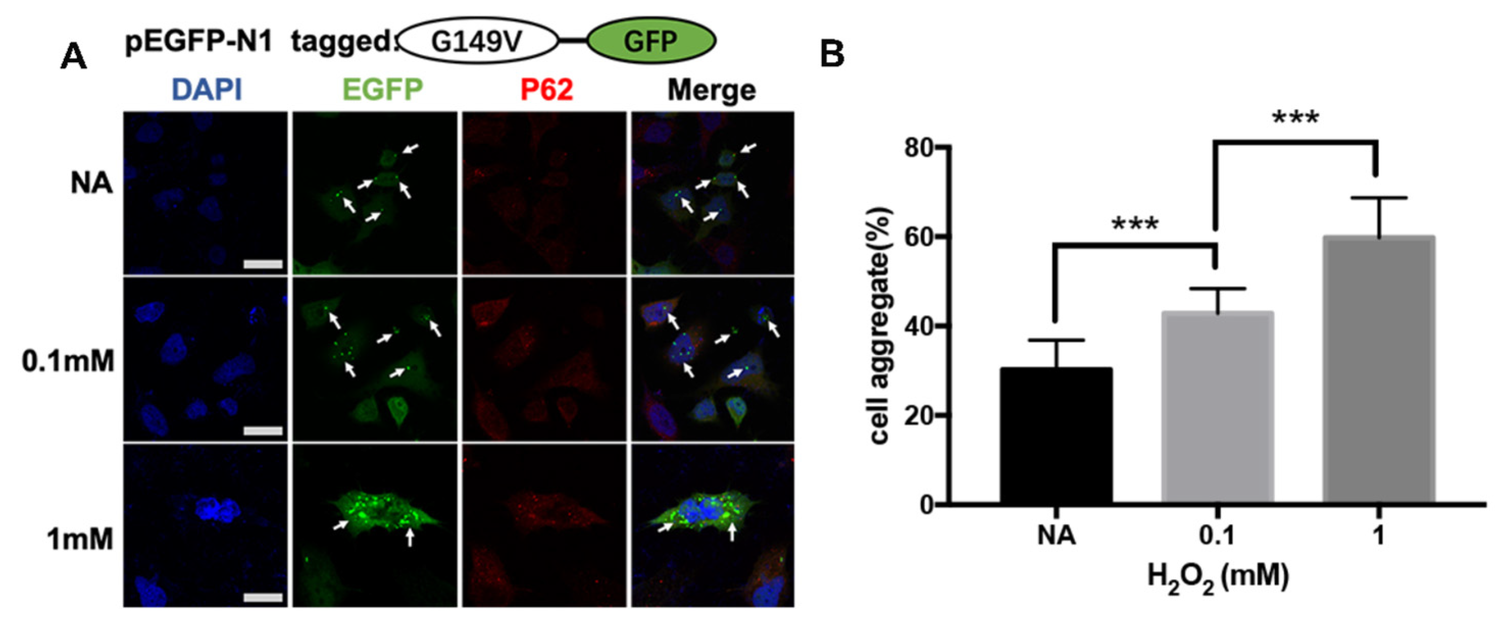 Biomolecules 13 00864 g003