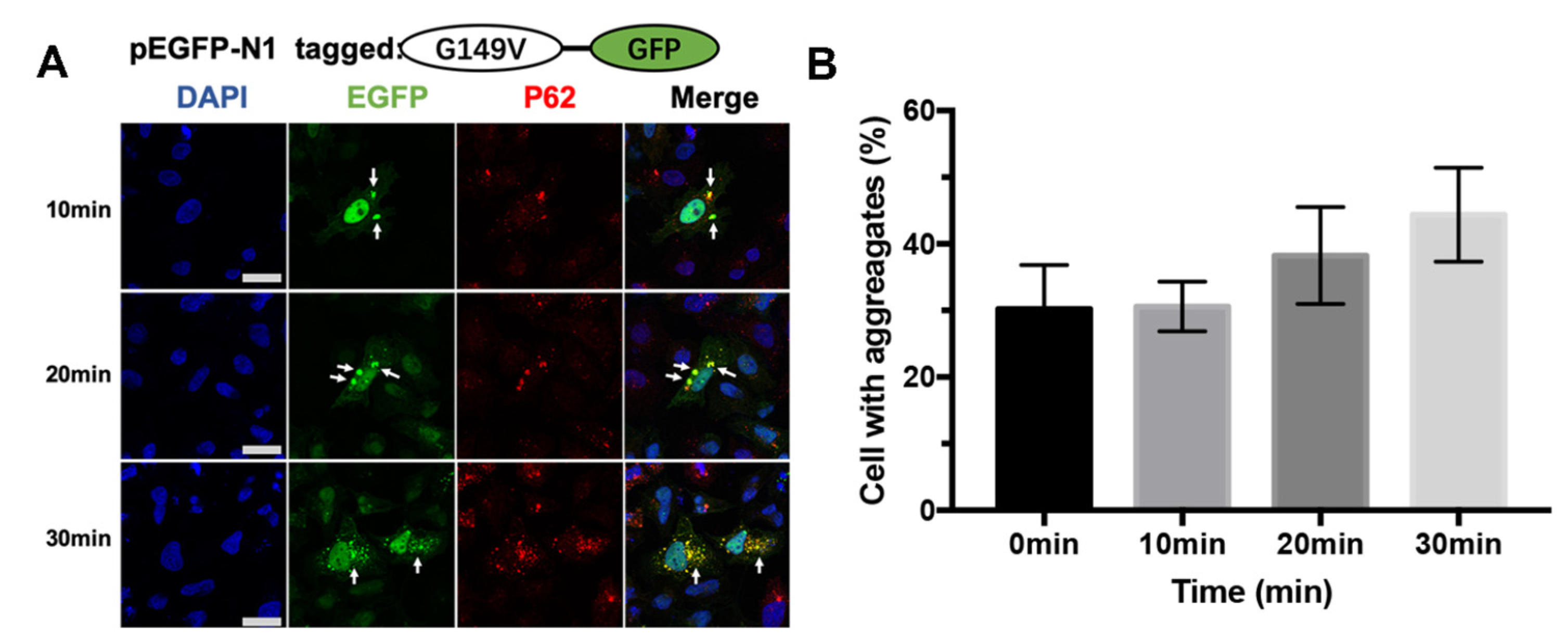 Biomolecules 13 00864 g004
