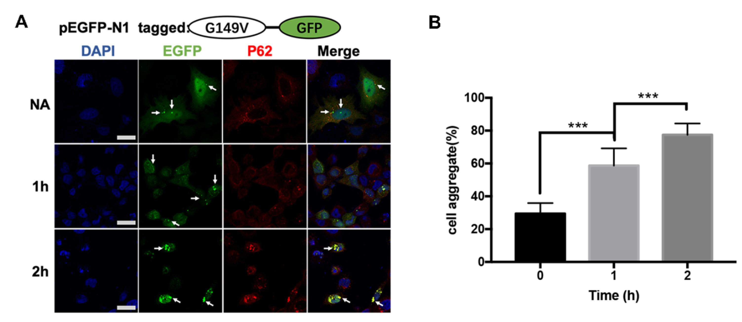 Biomolecules 13 00864 g005