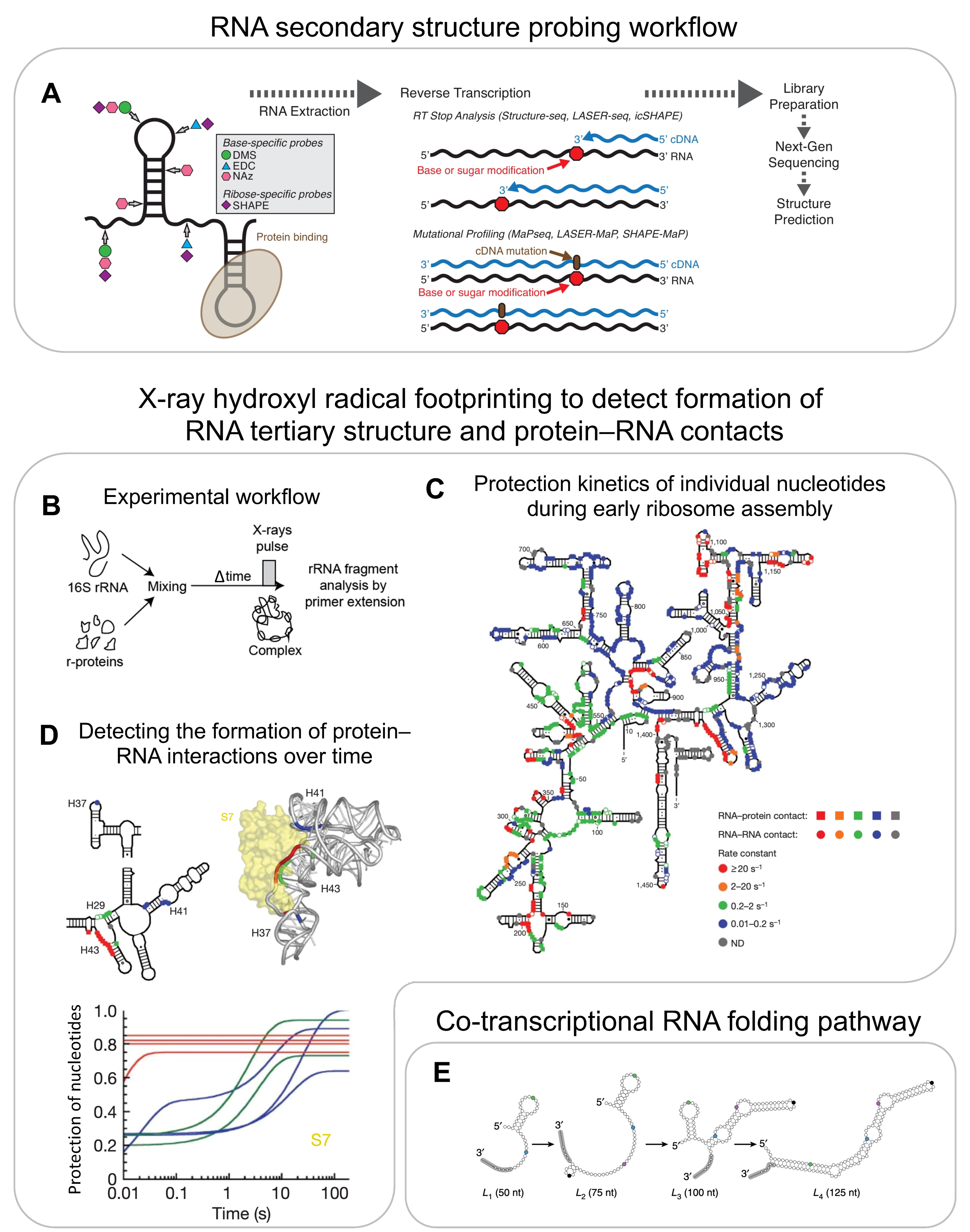 Biomolecules 13 00866 g005