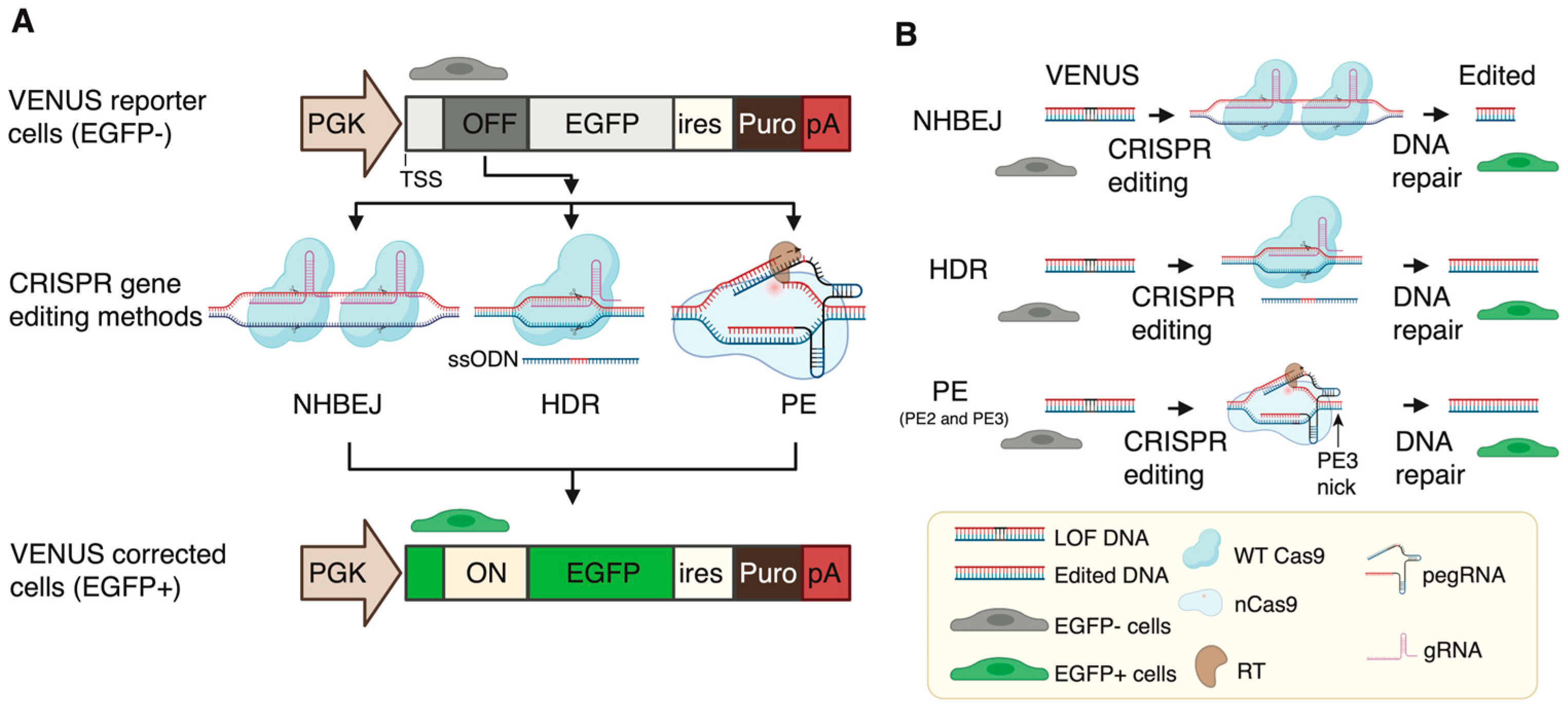 Biomolecules 13 00870 g002