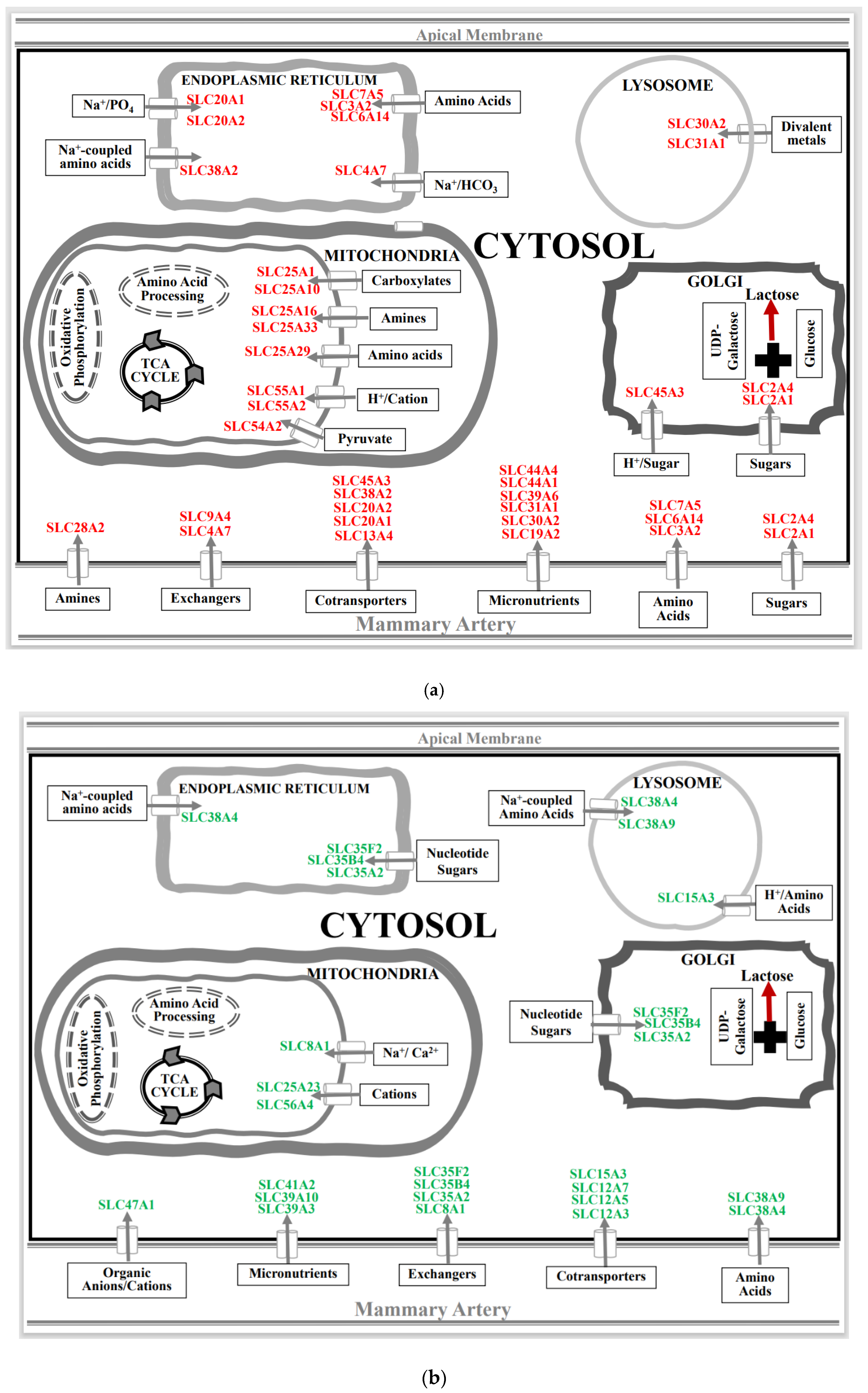 Biomolecules 13 00872 g003