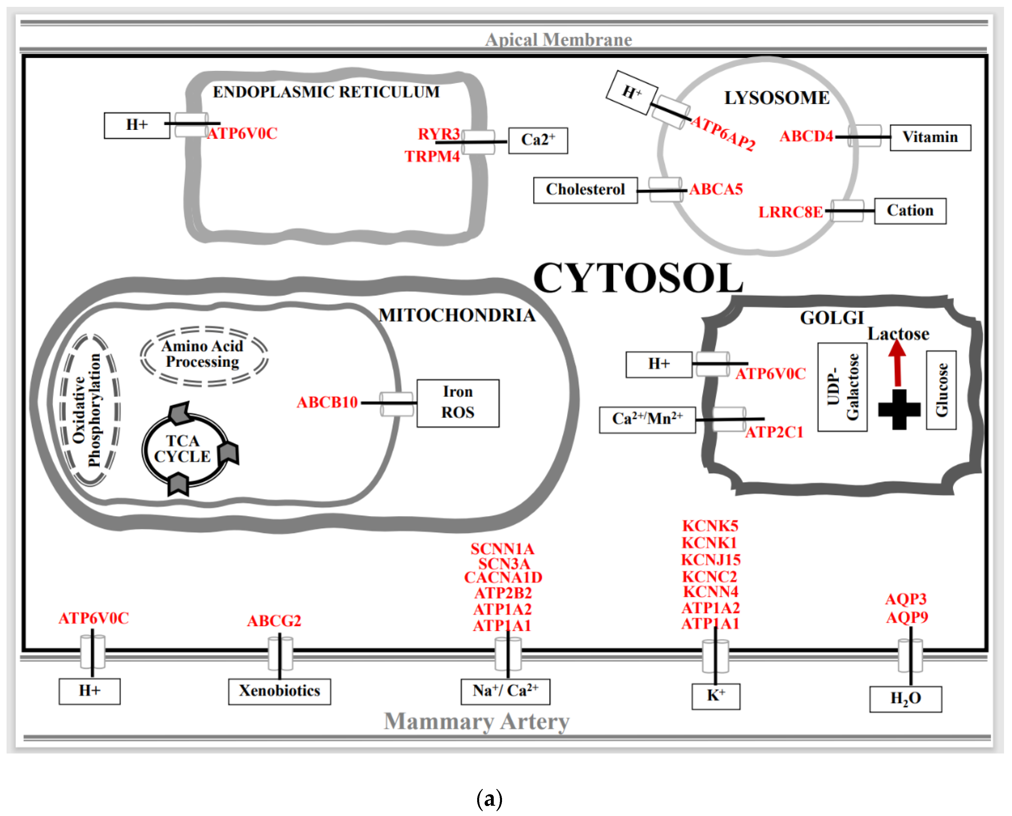 Biomolecules 13 00872 g005a