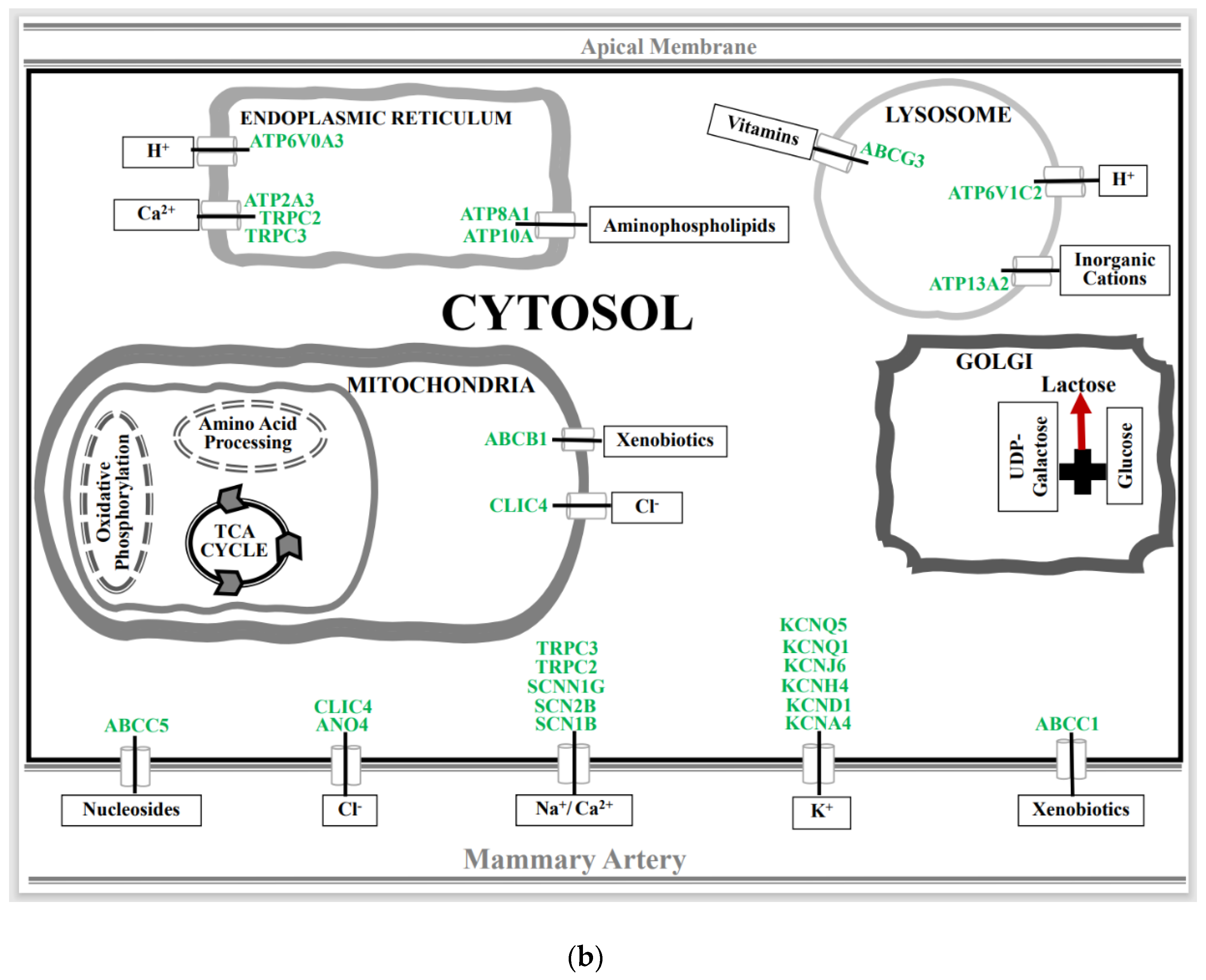 Biomolecules 13 00872 g005b