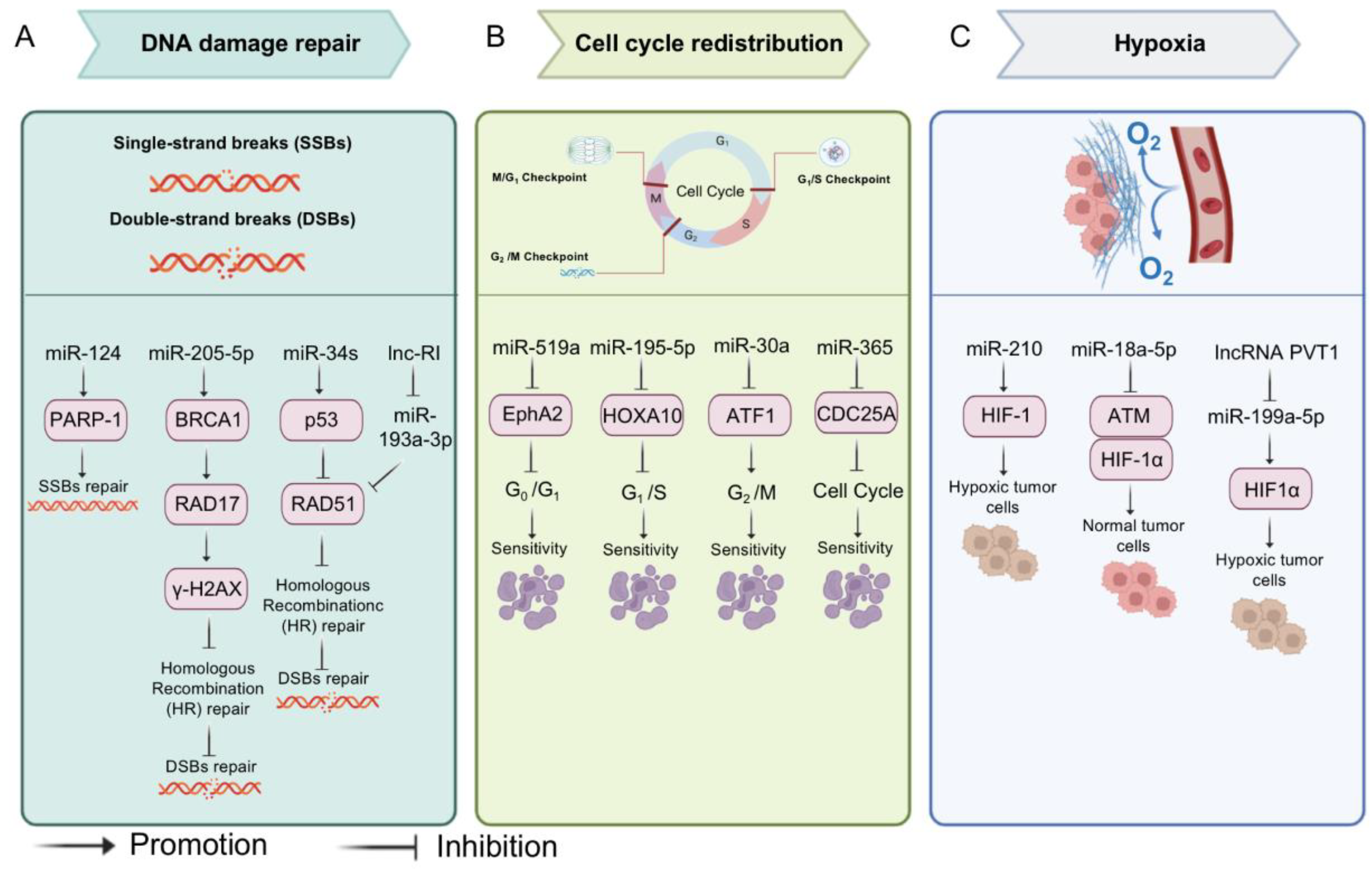 Biomolecules 13 00877 g004 Biomolecules 13 00877 g004