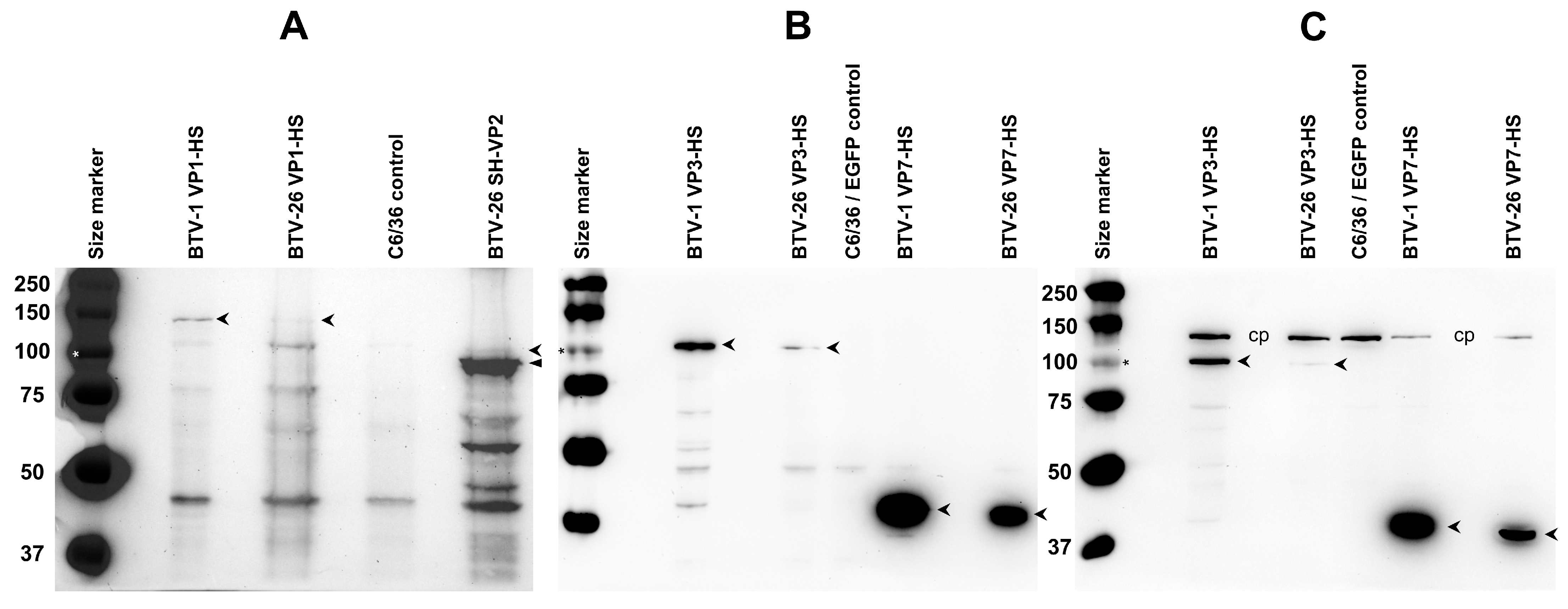 Biomolecules 13 00878 g005