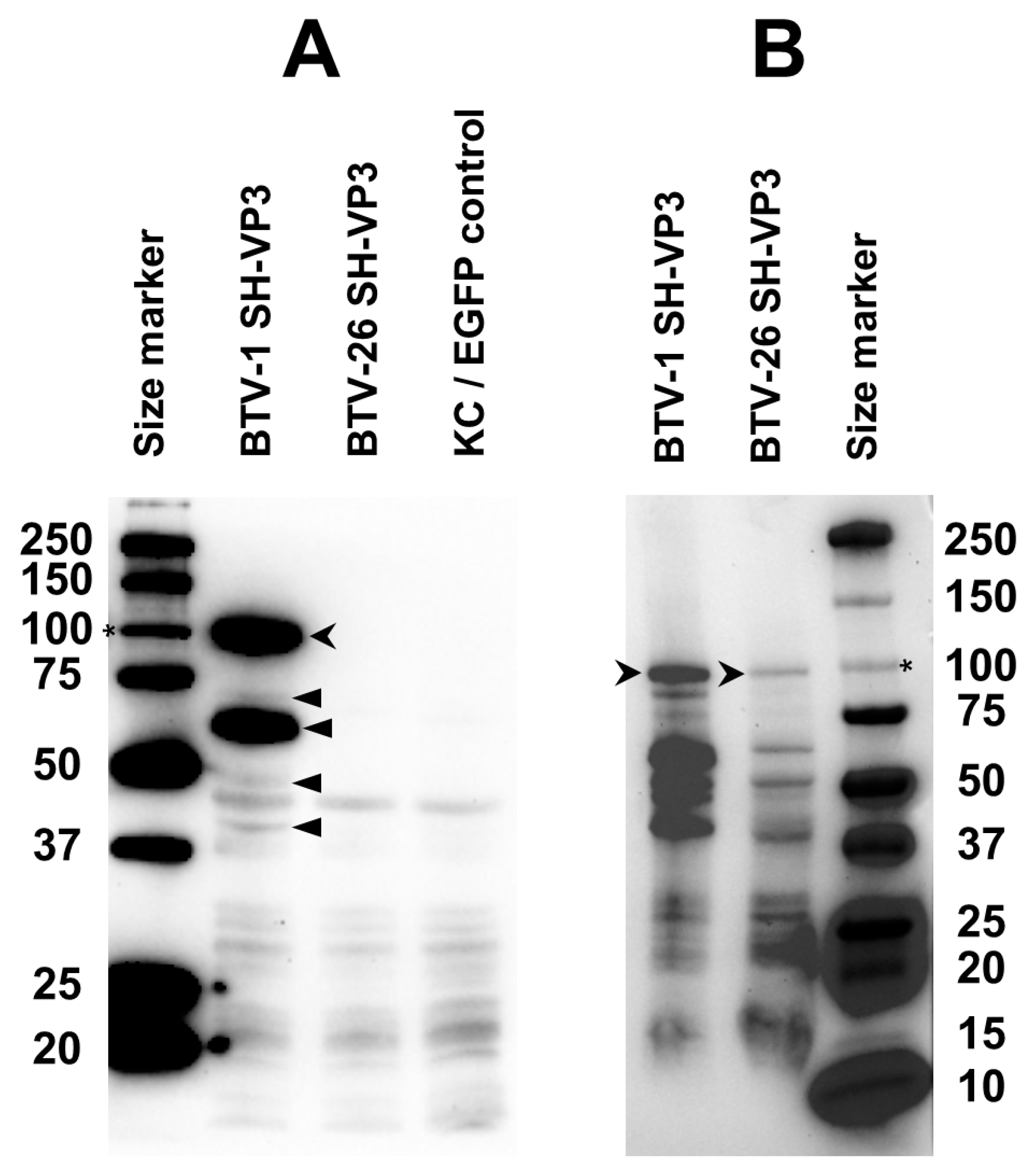 Biomolecules 13 00878 g012