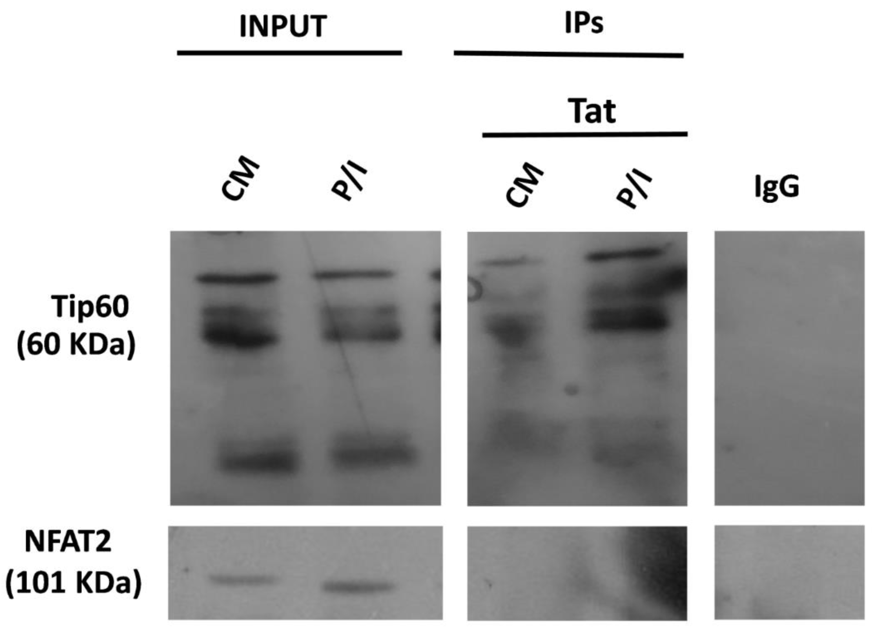Biomolecules 13 00881 g004