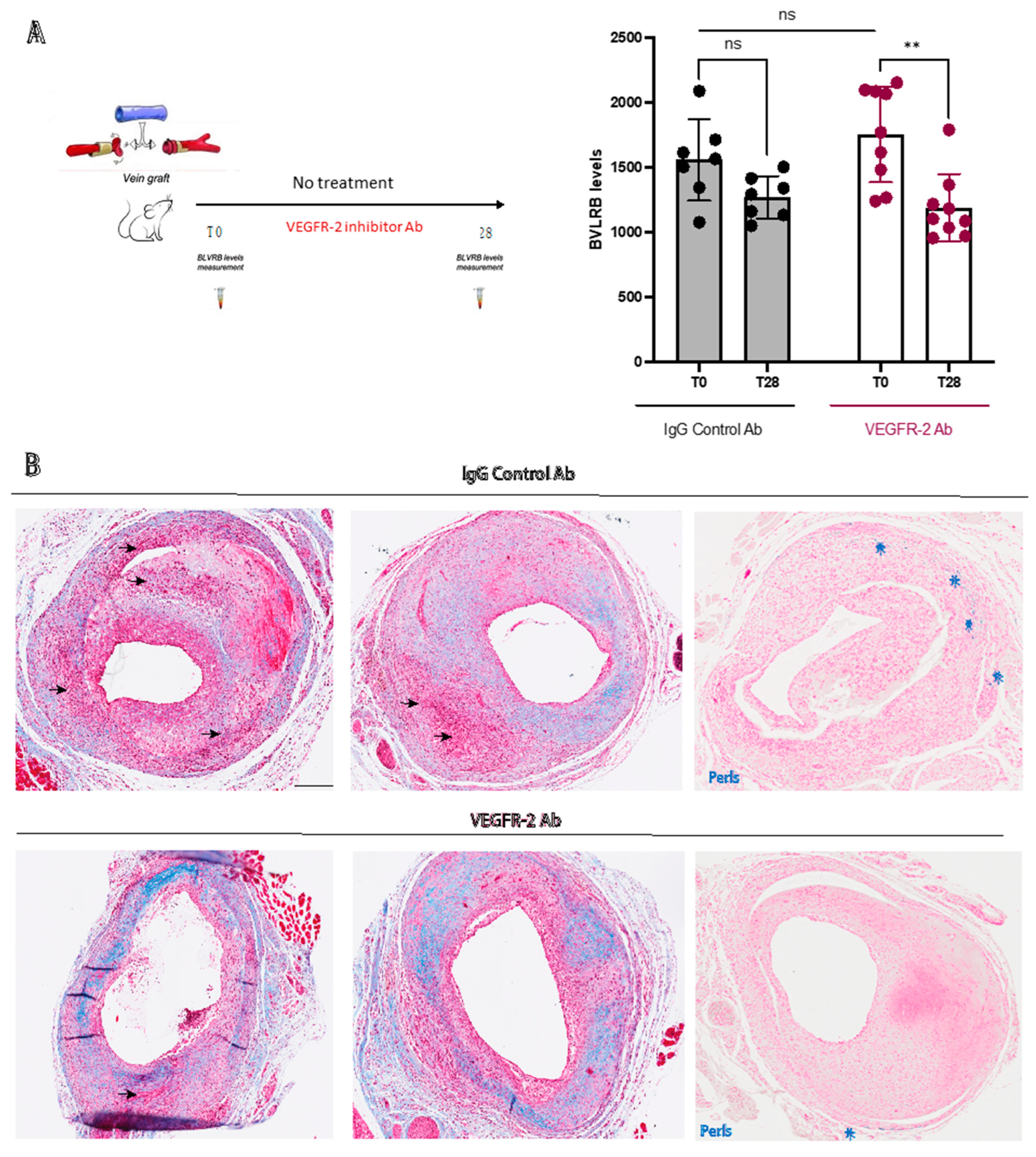 Biomolecules 13 00882 g003