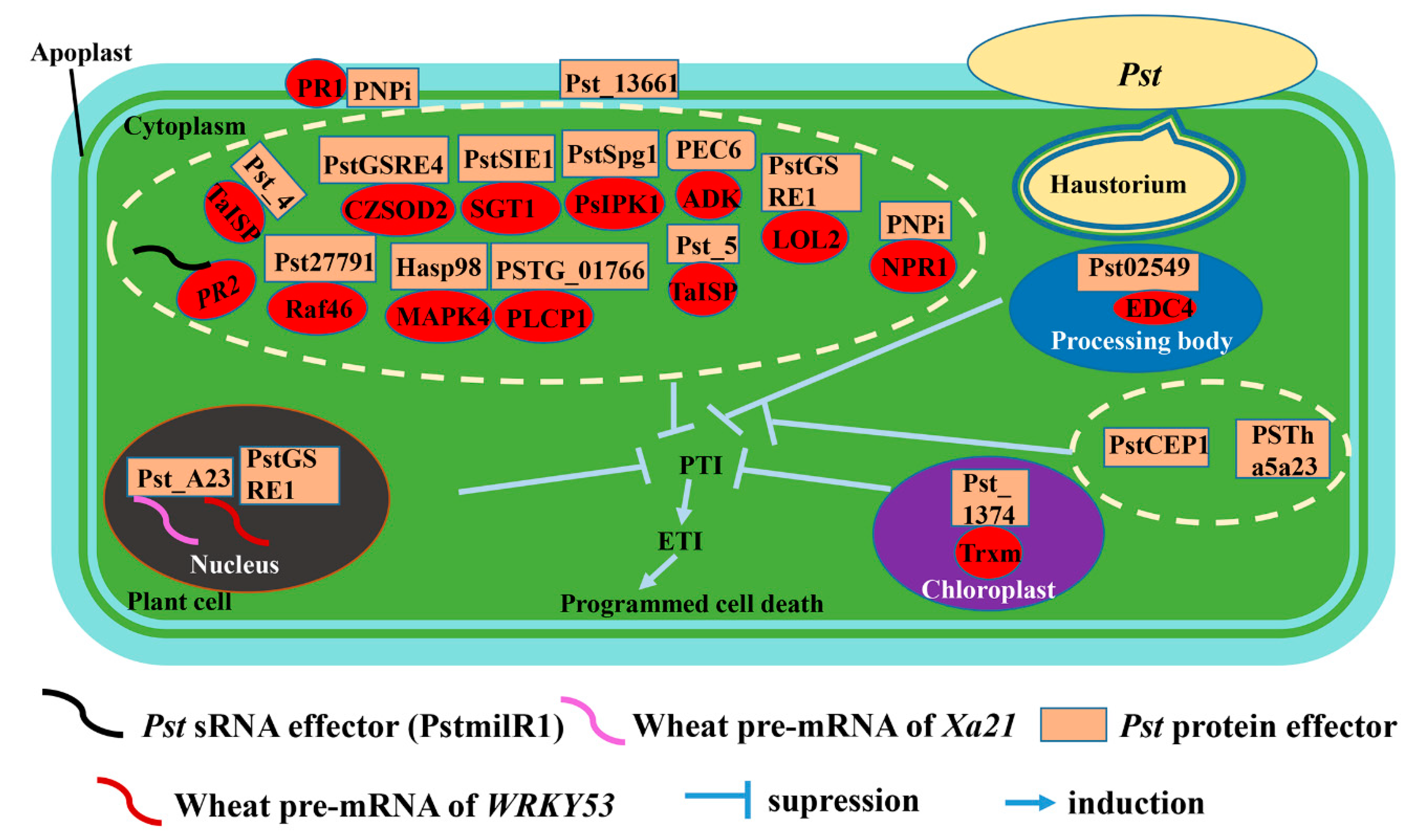 BED-domain-containing immune receptors confer diverse resistance spectra to  yellow rust