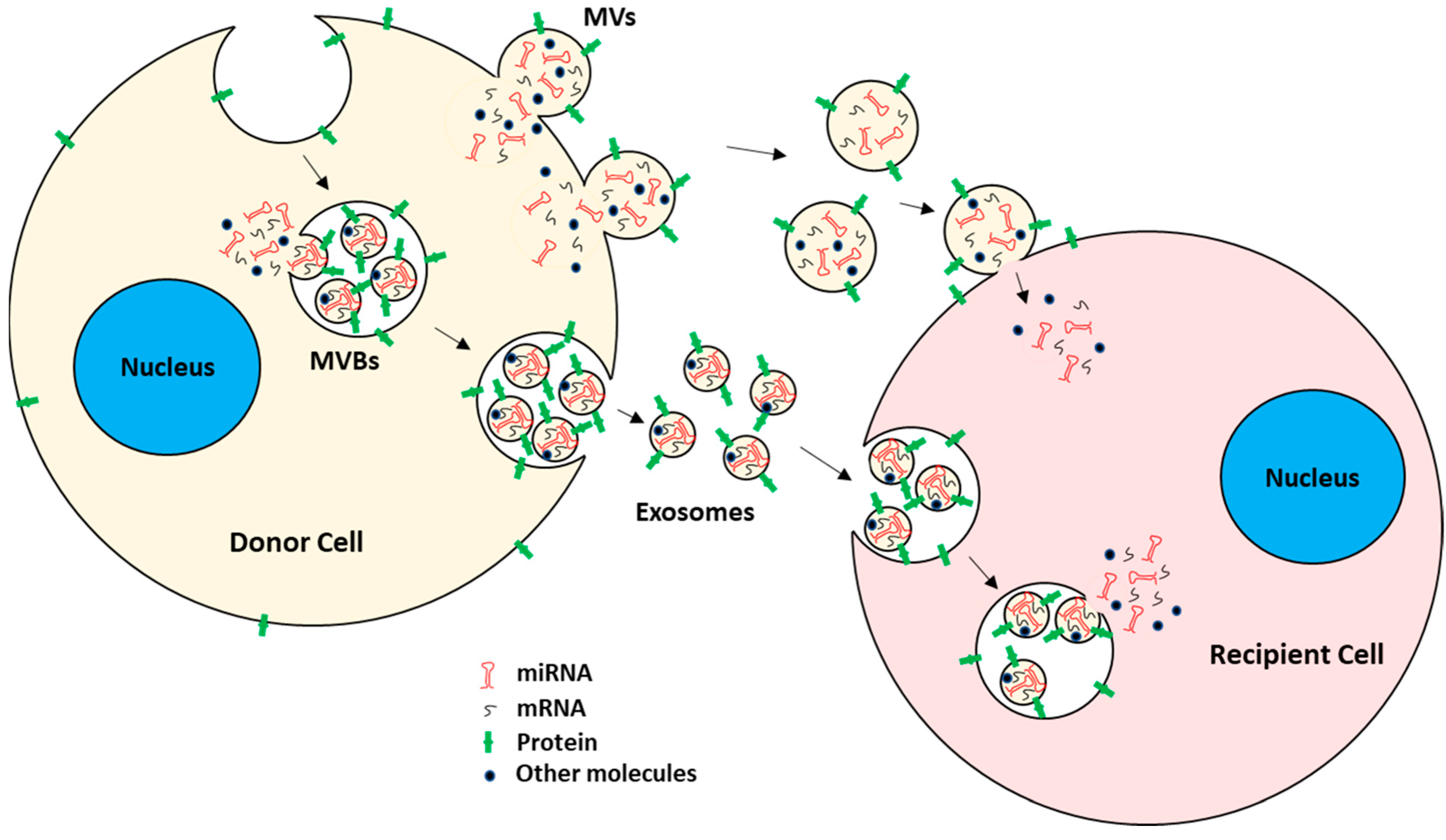 Biomolecules 13 00897 g001