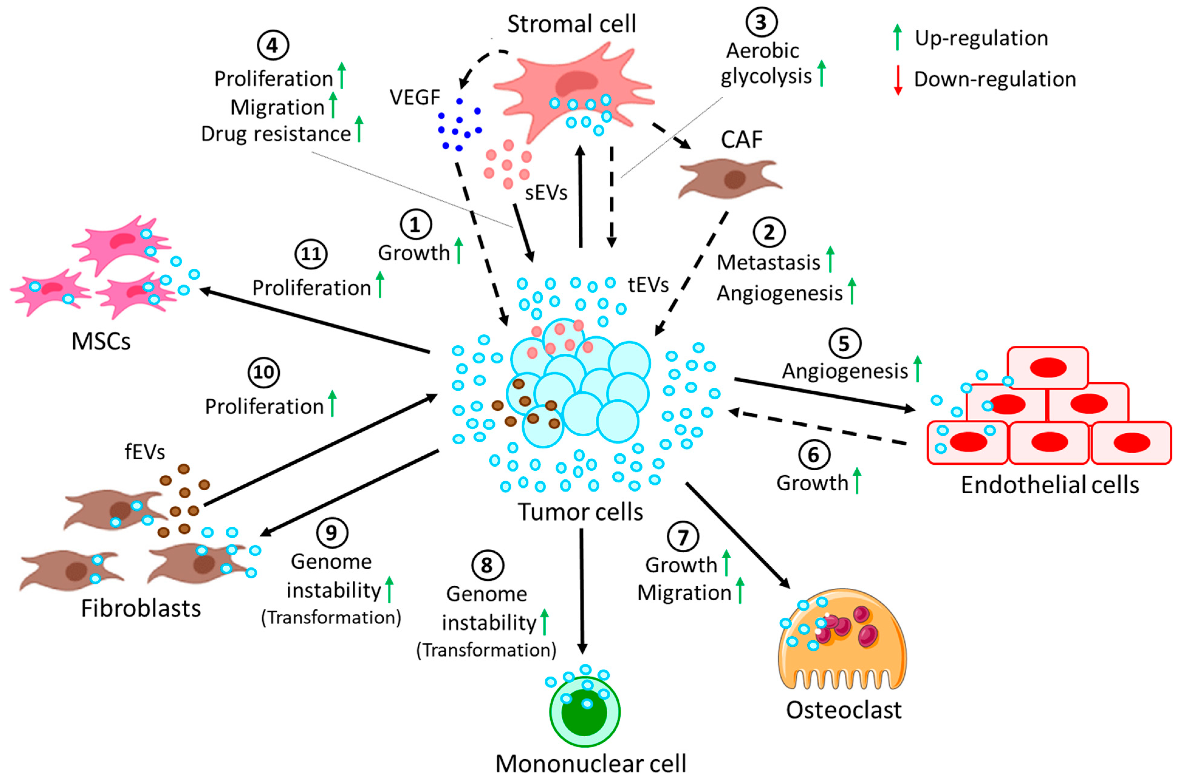 【お1人様1点限り】 The Role of Extracellular Vesicles in the Pathogenesis of アイドルグッズ