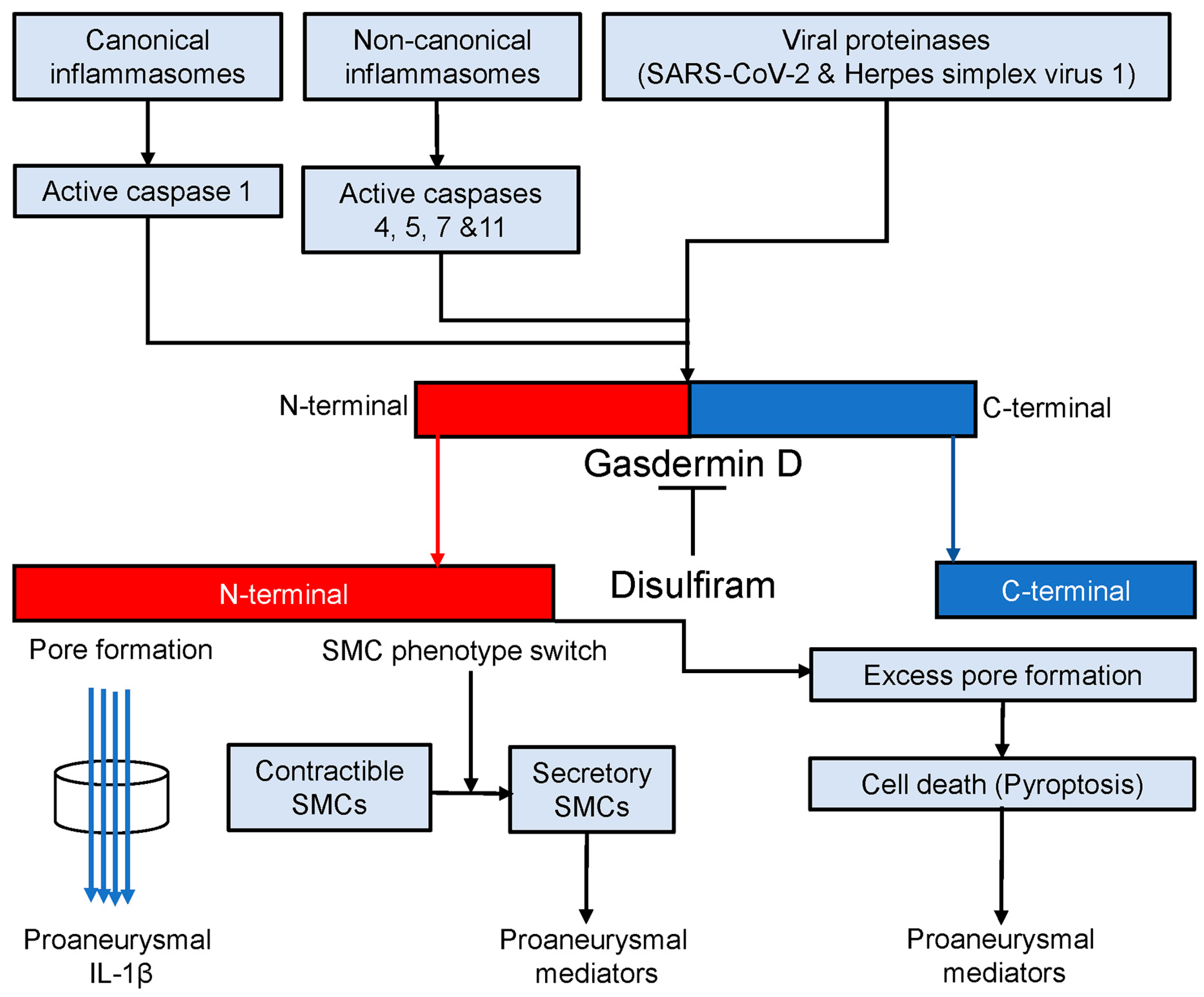 Biomolecules 13 00899 g007 Biomolecules 13 00899 g007
