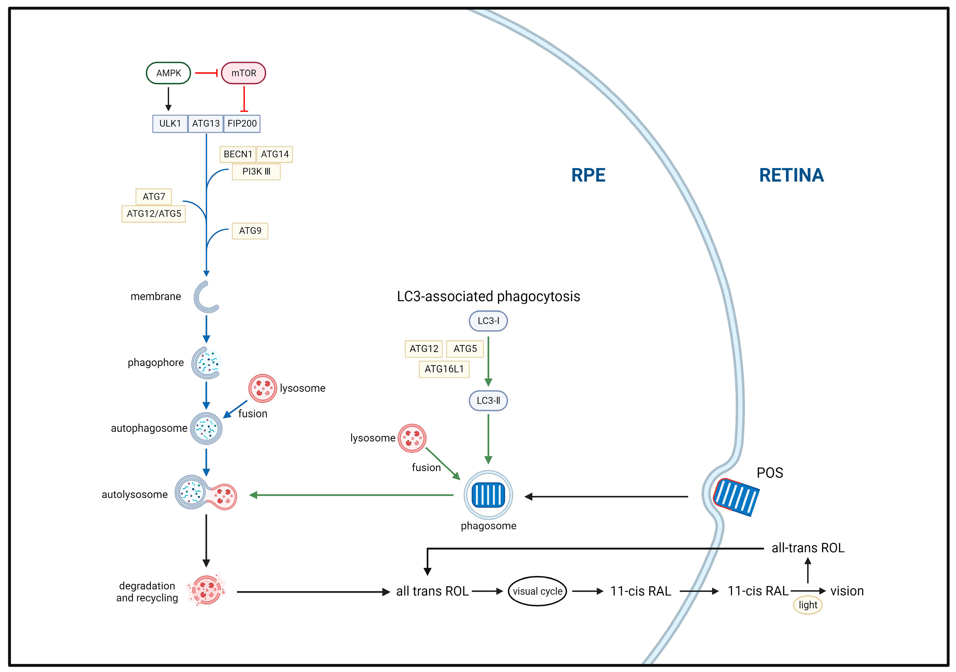 Biomolecules 13 00901 g003