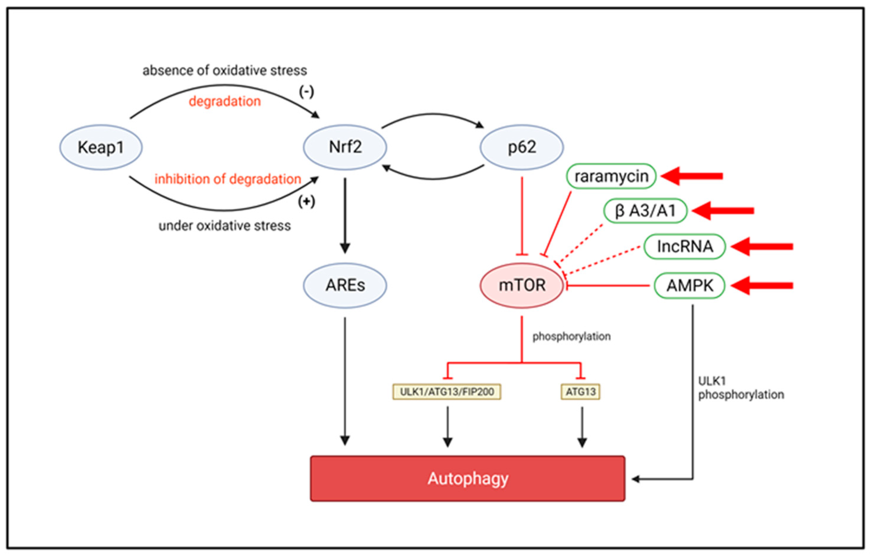 Biomolecules 13 00901 g004