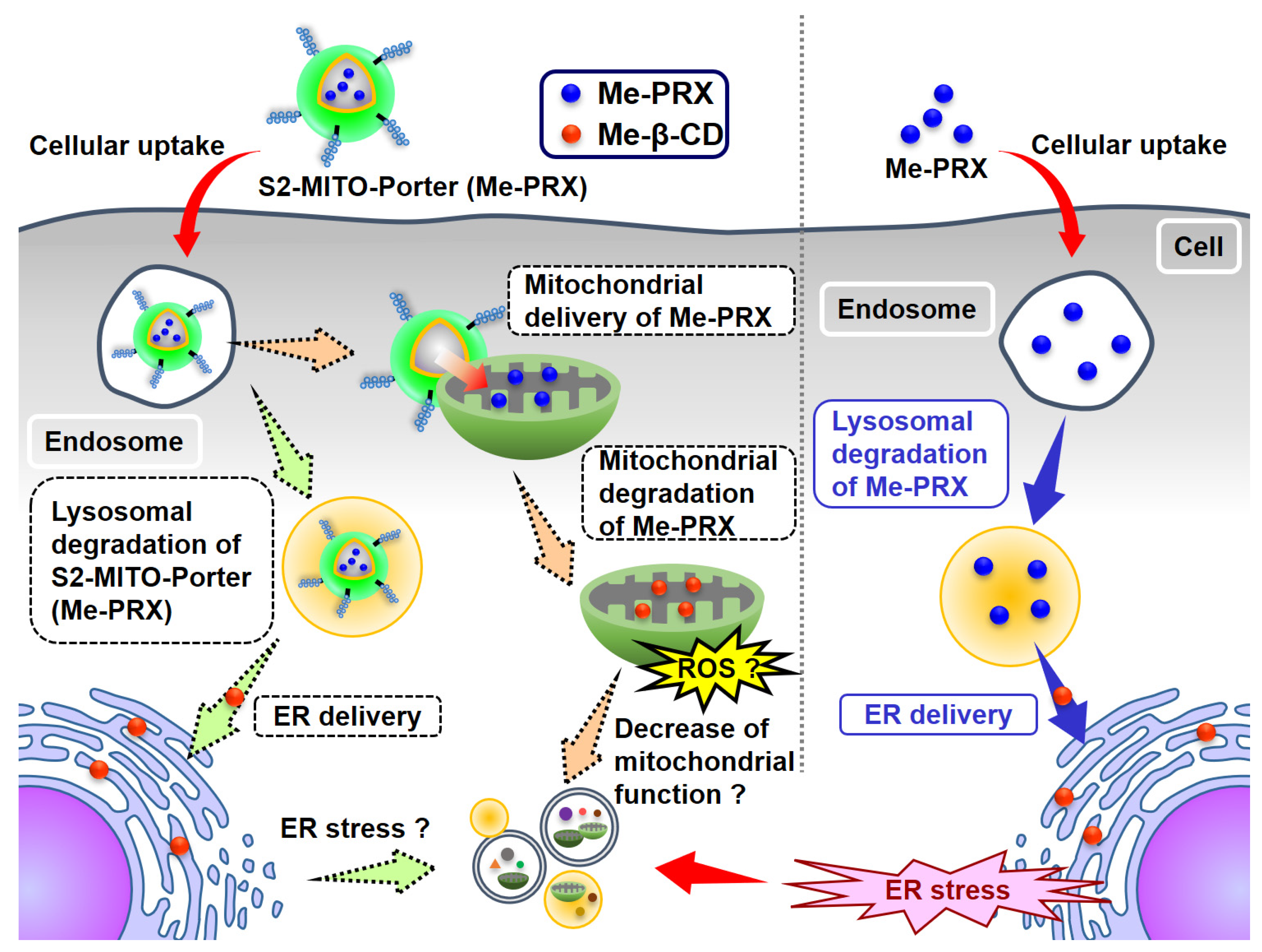 Biomolecules 13 00903 g001