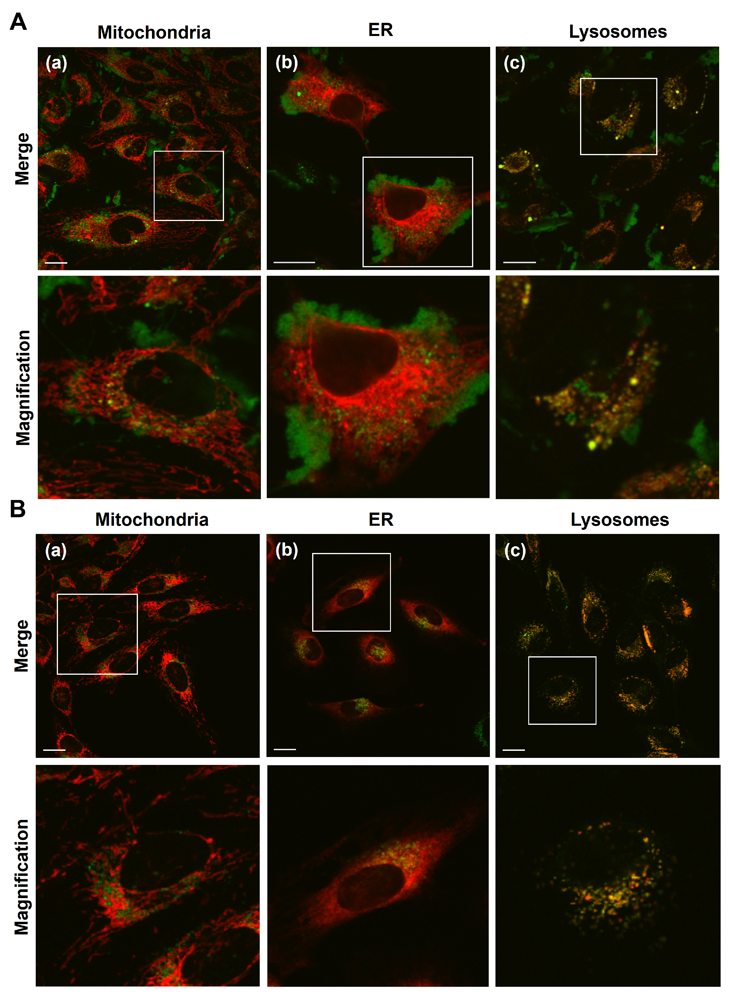 Biomolecules 13 00903 g002a